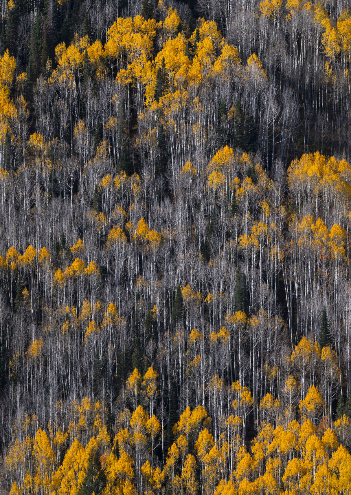 LEFT: The morning sun illuminates the last of the turning aspen leaves in the Grand Mesa National Forest near Grand Junction Wednesday, Oct. 4. (Christian Murdock/The Gazette)
