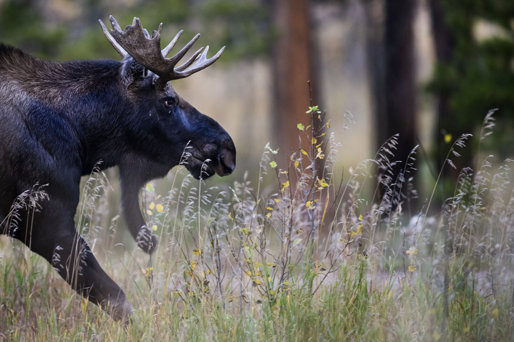 A bull moose runs alongside Highway 7 early Monday morning, Oct. 2, 2023, outside Estes Park, Colo. (Timothy Hurst/Denver Gazette) (TimHursttim.hurst@gazette.comhttps://secure.gravatar.com/avatar/aca82bd62b4ee425c598527cd6faa1b1?d=mm&r=g)