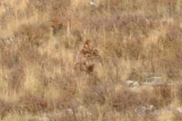 A zoomed in image of 'Bigfoot,' captured by Shannon Parker.
