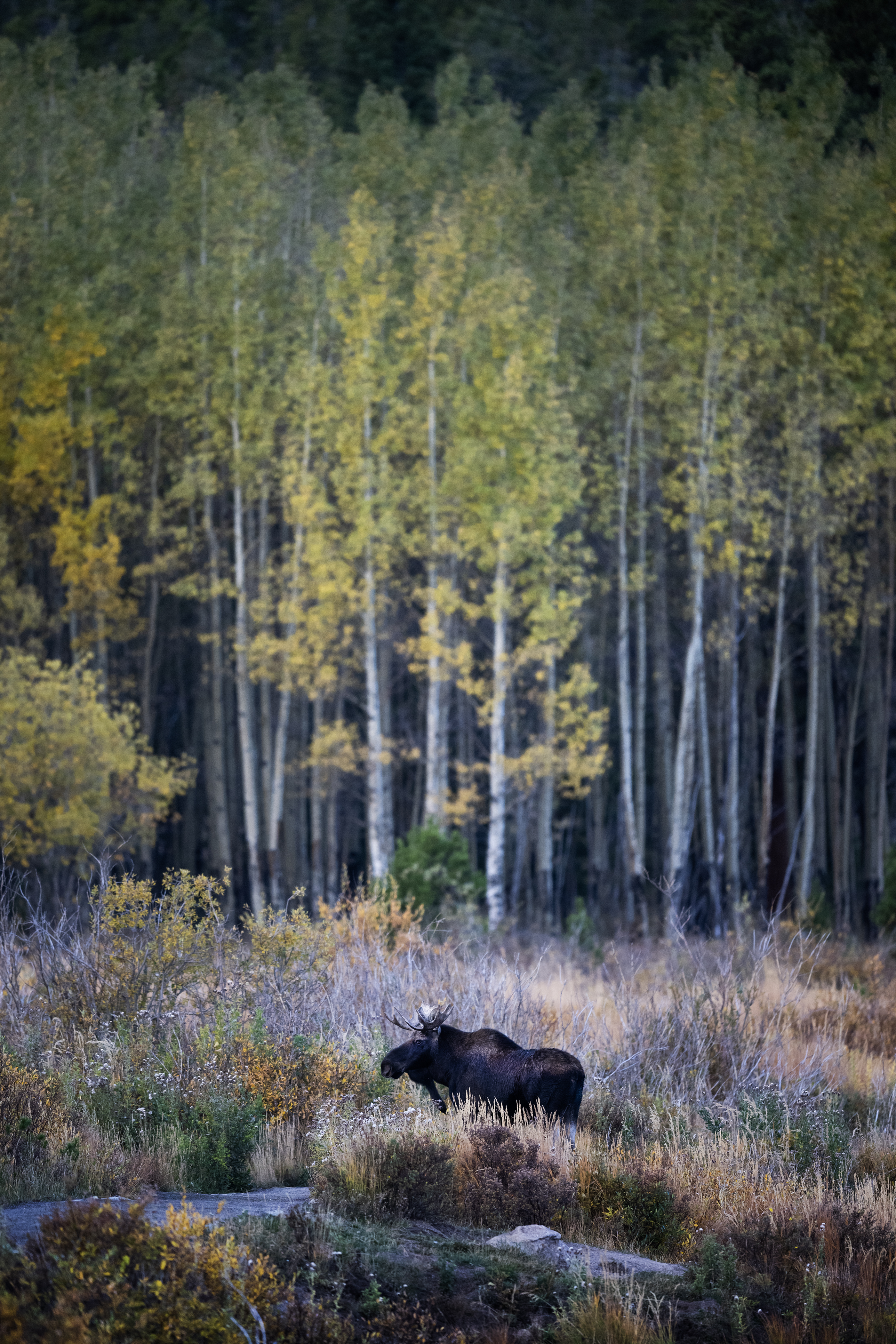 A bull moose leaves the banks of Lily Lake before heading into the brush early Monday morning, Oct. 2, 2023, outside Estes Park, Colo. (Timothy Hurst/Denver Gazette) (TimHursttim.hurst@gazette.comhttps://secure.gravatar.com/avatar/aca82bd62b4ee425c598527cd6faa1b1?d=mm&r=g)