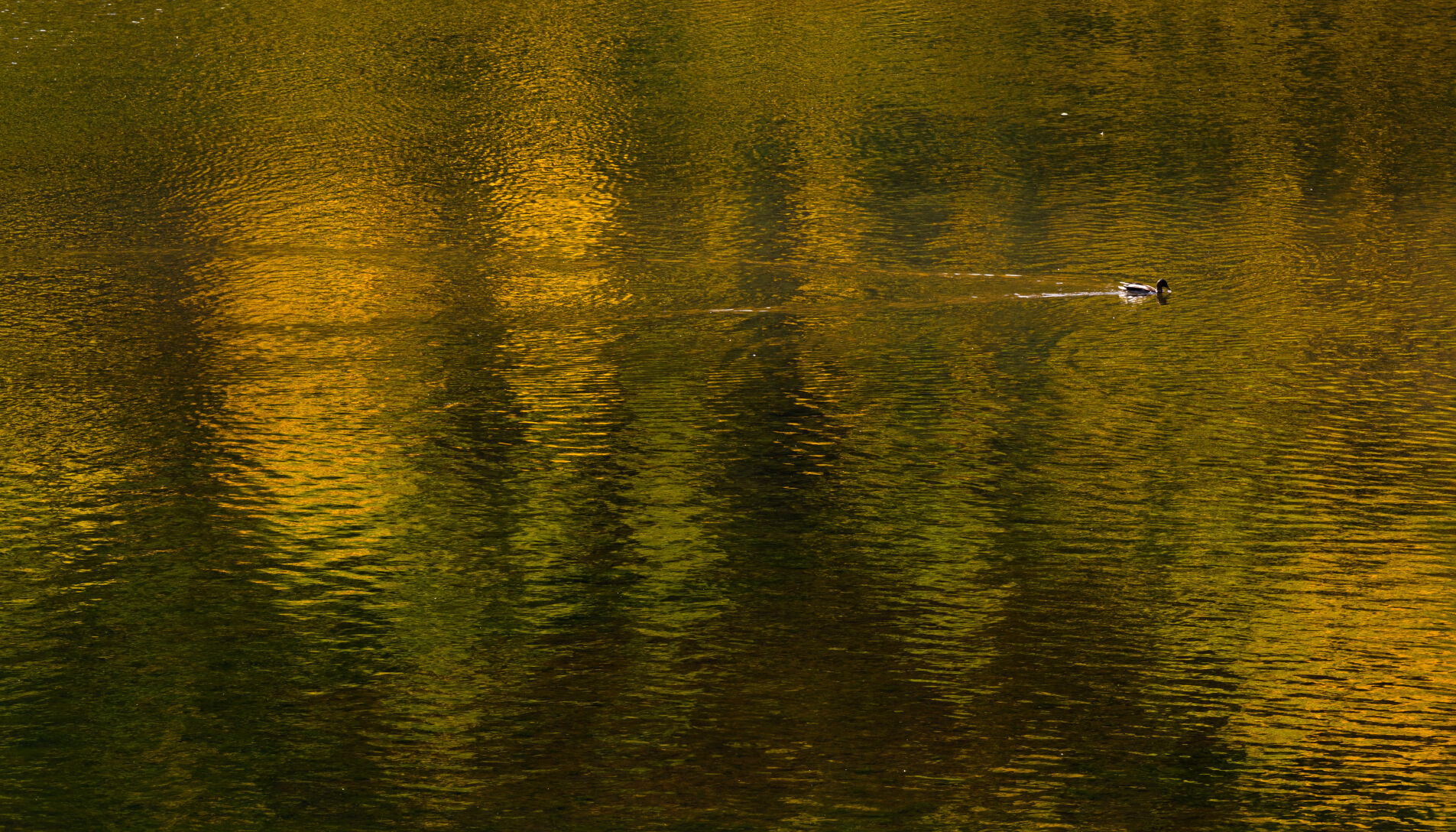 A mallard duck swims across Alpine Lake near St. Elmo, Colo., Saturday, Sept. 30, 2023, as the turning aspens reflect on the water. (The Gazette, Christian Murdock) (Christian Murdock/The Gazette)