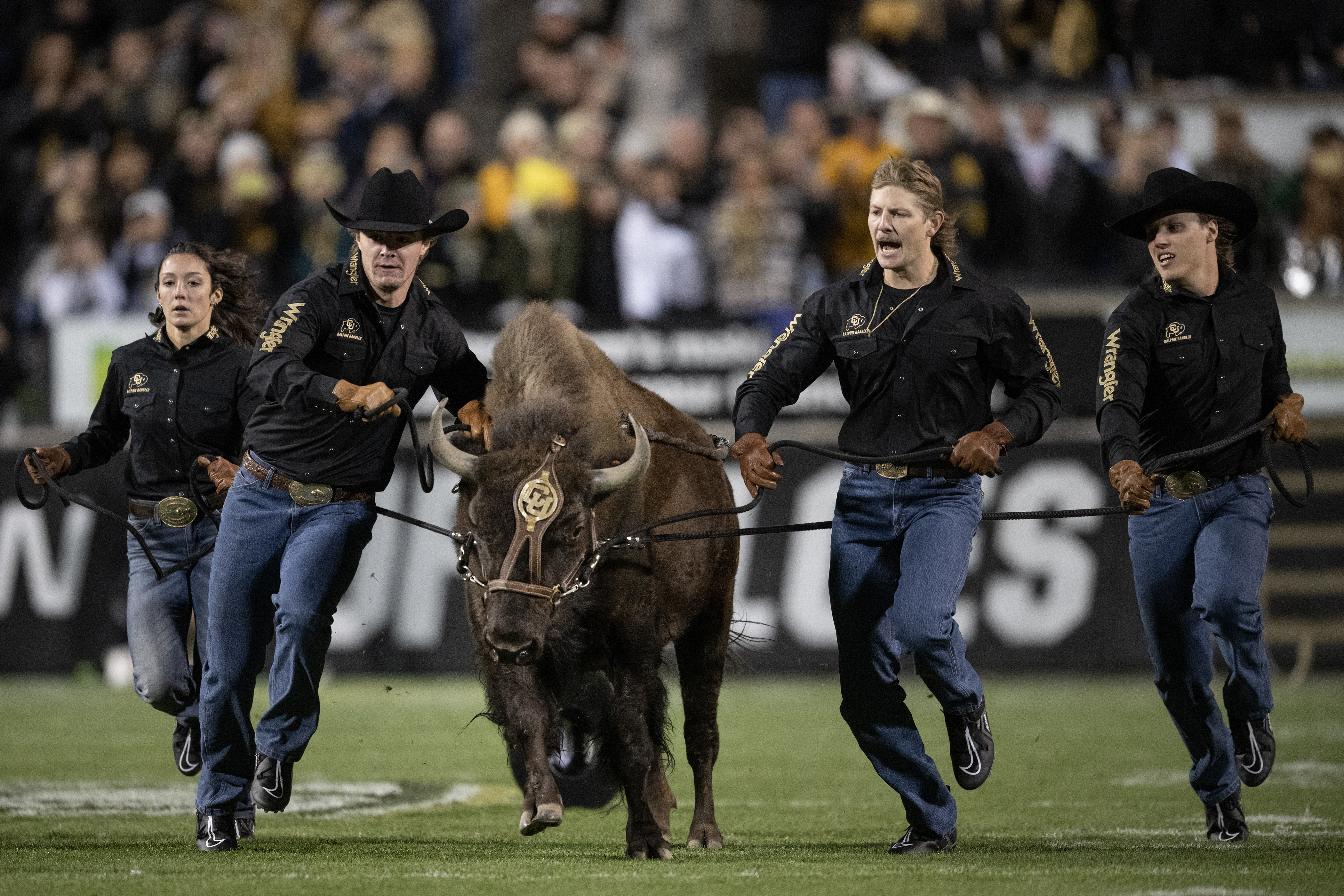 Ralphie VI runs the field before a game against the Stanford Cardinal on Friday, Oct. 13, 2023, at Folsom Field in Boulder. (TimHursttim.hurst@gazette.comhttps://secure.gravatar.com/avatar/aca82bd62b4ee425c598527cd6faa1b1?d=mm&r=g)