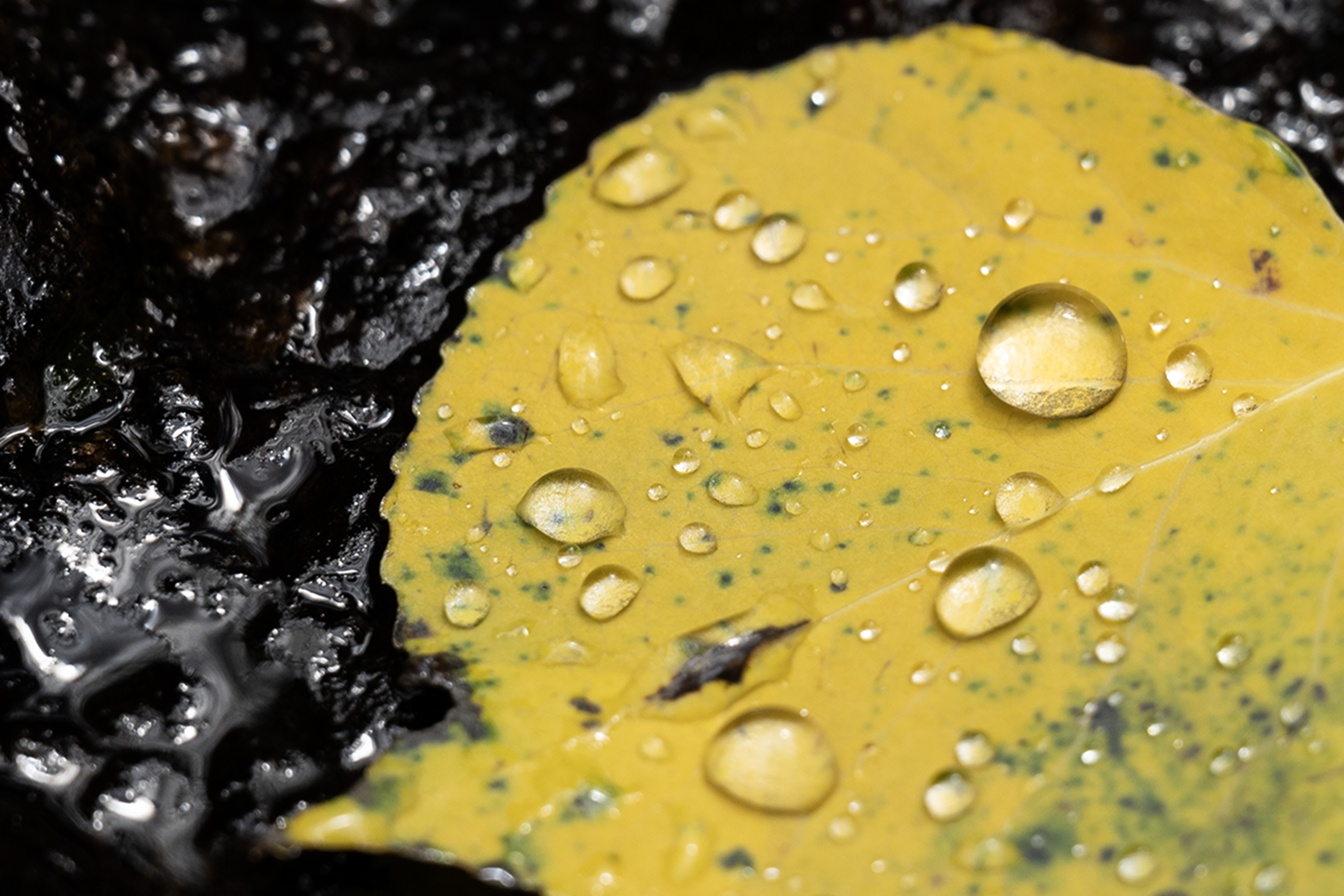 Beads of water sit on an aspen leaf near Glacier Creek on Monday, Oct. 2, 2023, in Rocky Mountain National Park, Colo. (Timothy Hurst/Denver Gazette) (TimHursttim.hurst@gazette.comhttps://secure.gravatar.com/avatar/aca82bd62b4ee425c598527cd6faa1b1?d=mm&r=g)