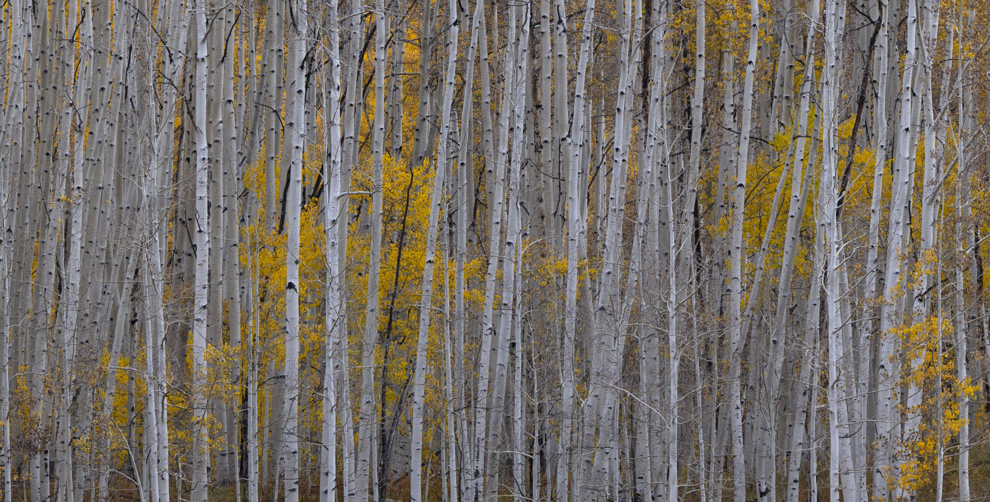 Aspens turn to gold outside Gothic, Colo., Tuesday, Oct. 3, 2023. (The Gazette, Christian Murdock) (Christian Murdock/The Gazette)