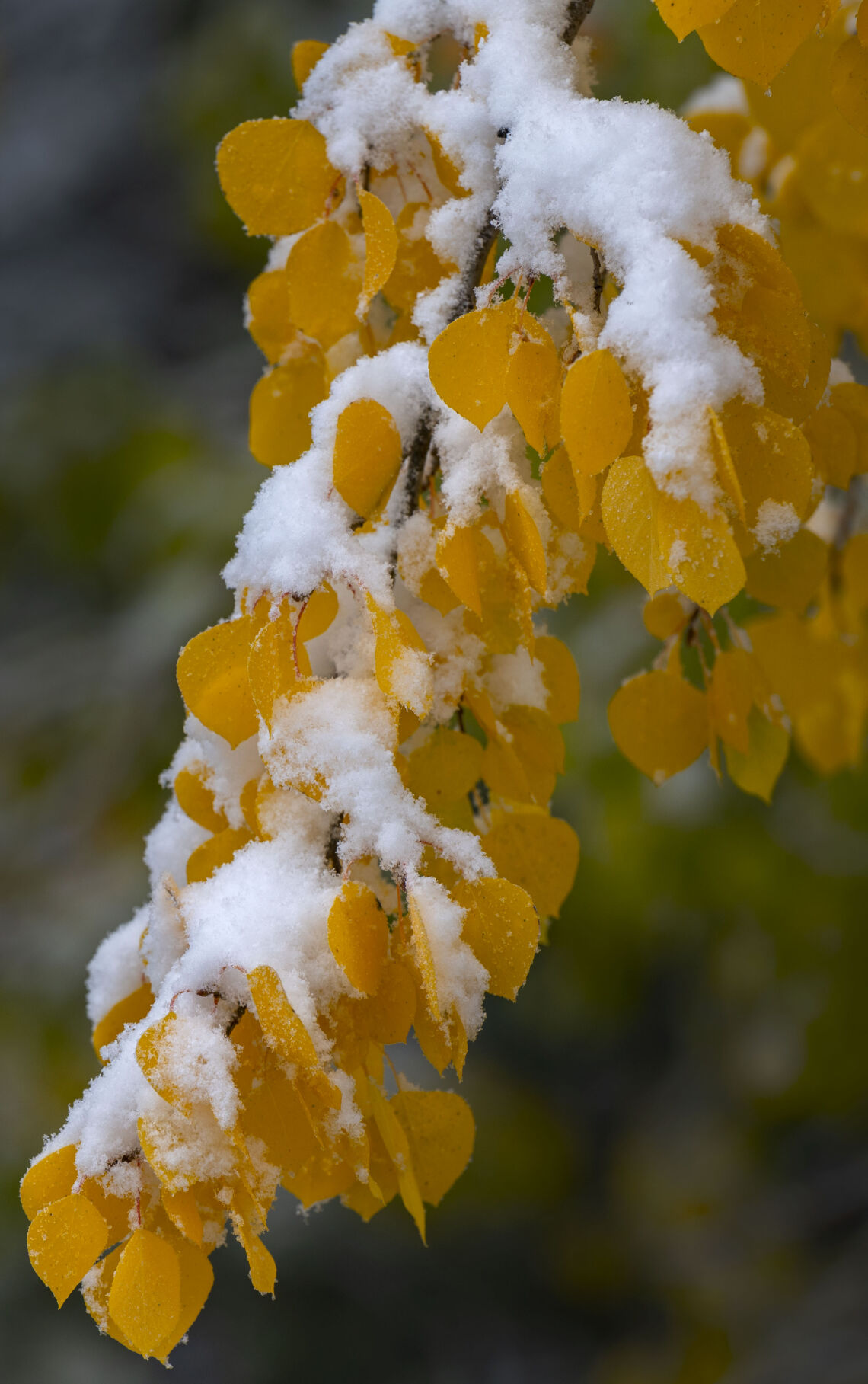 Snow covers the turning aspens on the westside of Cottonwood Pass on Oct. 3 near Buena Vista. (Christian Murdock,The Gazette)