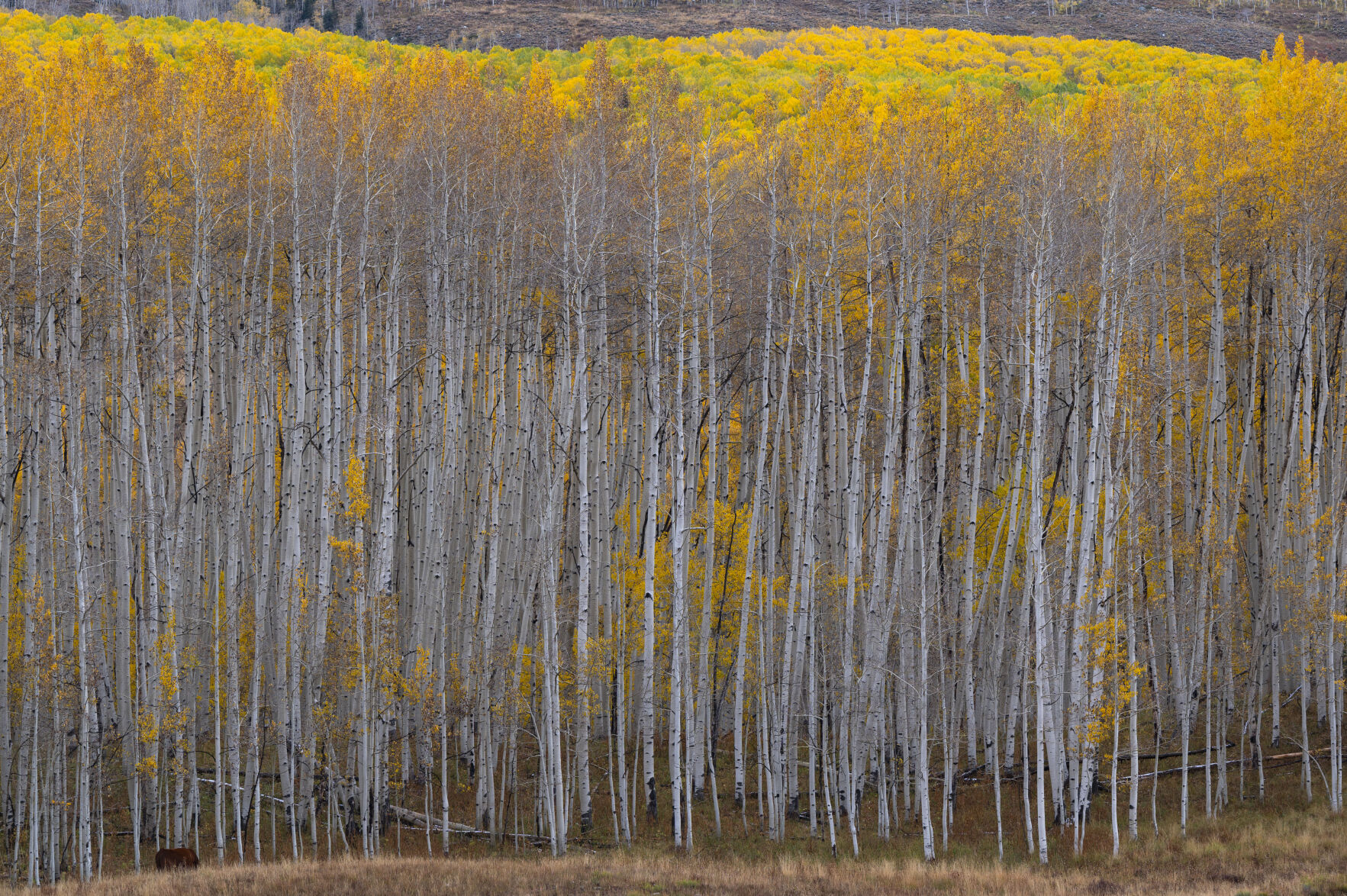 Aspens turn to gold outside Gothic, Colo., Tuesday, Oct. 3, 2023. (The Gazette, Christian Murdock) (Christian Murdock/The Gazette)