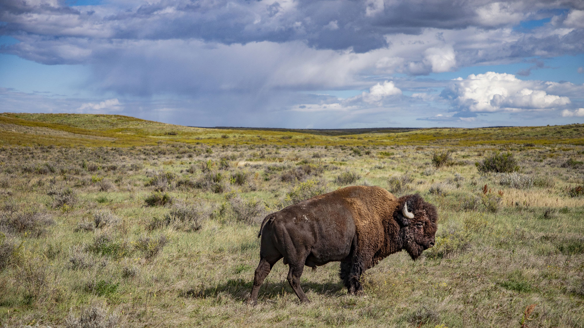 'The American Buffalo,' a two-part, four-hour film directed by Ken Burns premiering Monday and Tuesday, has been in the hopper for 30 years and in production for the past four. (COURTESY PBS)