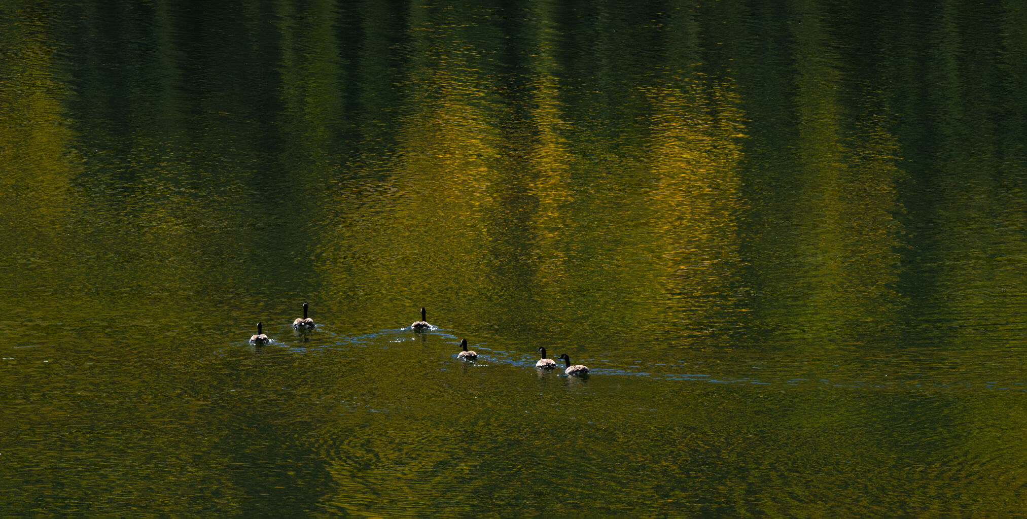 Turning aspens reflect on Alpine Lake near St. Elmo, Colo., as Canada Geese swim across it Saturday, Sept. 30, 2023. (The Gazette, Christian Murdock) (Christian Murdock/The Gazette)