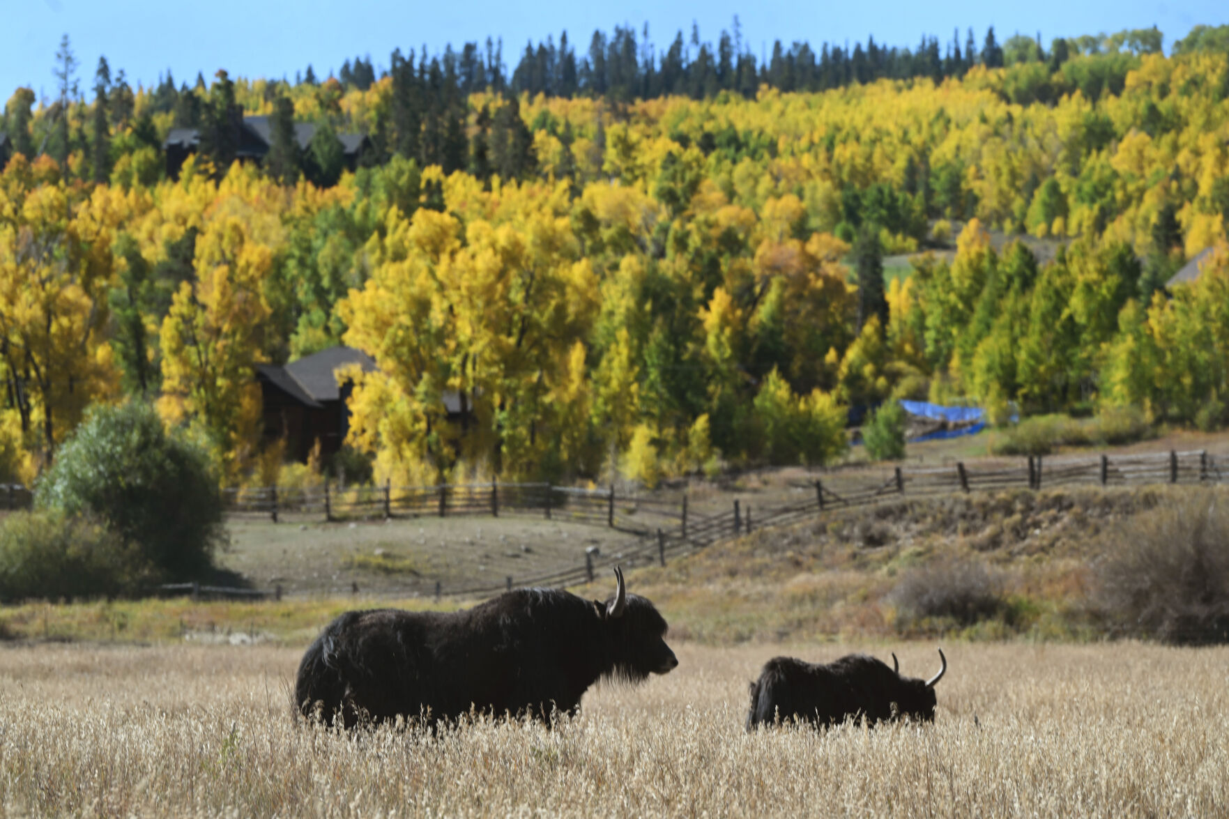 An adult and junvenile yak wonder through the grasses in front of glowing aspen trees on Hwy. 40 north of Silverthorne on Monday, Sept. 25, 2023. Fall colors are getting near peak in northern areas of Colorado. (Photo by Jerilee Bennett, The Gazette)
