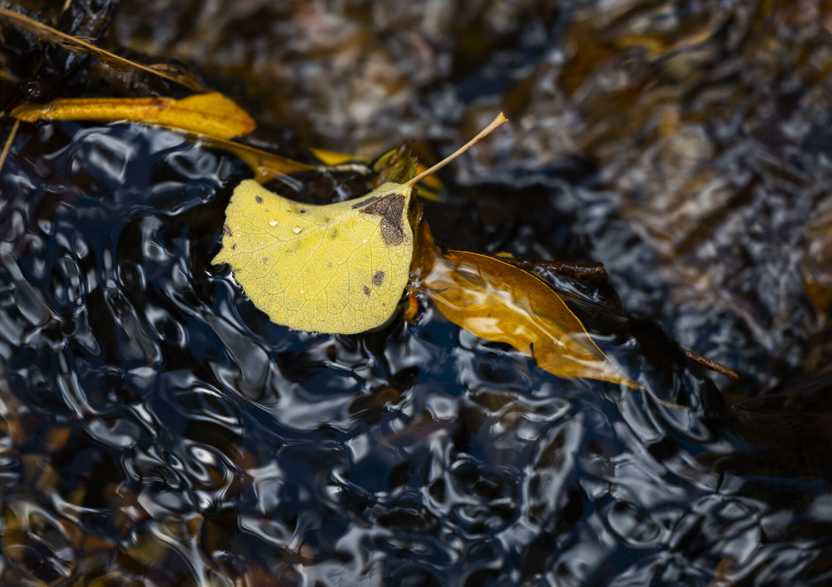 An aspen leaf clings to a branch in the waters of Little Browns Creek Saturday, Sept. 30, 2023, in the South Isabel National Forest south of Buena Vista, Colo. (The Gazette, Christian Murdock) (Christian Murdock/The Gazette)
