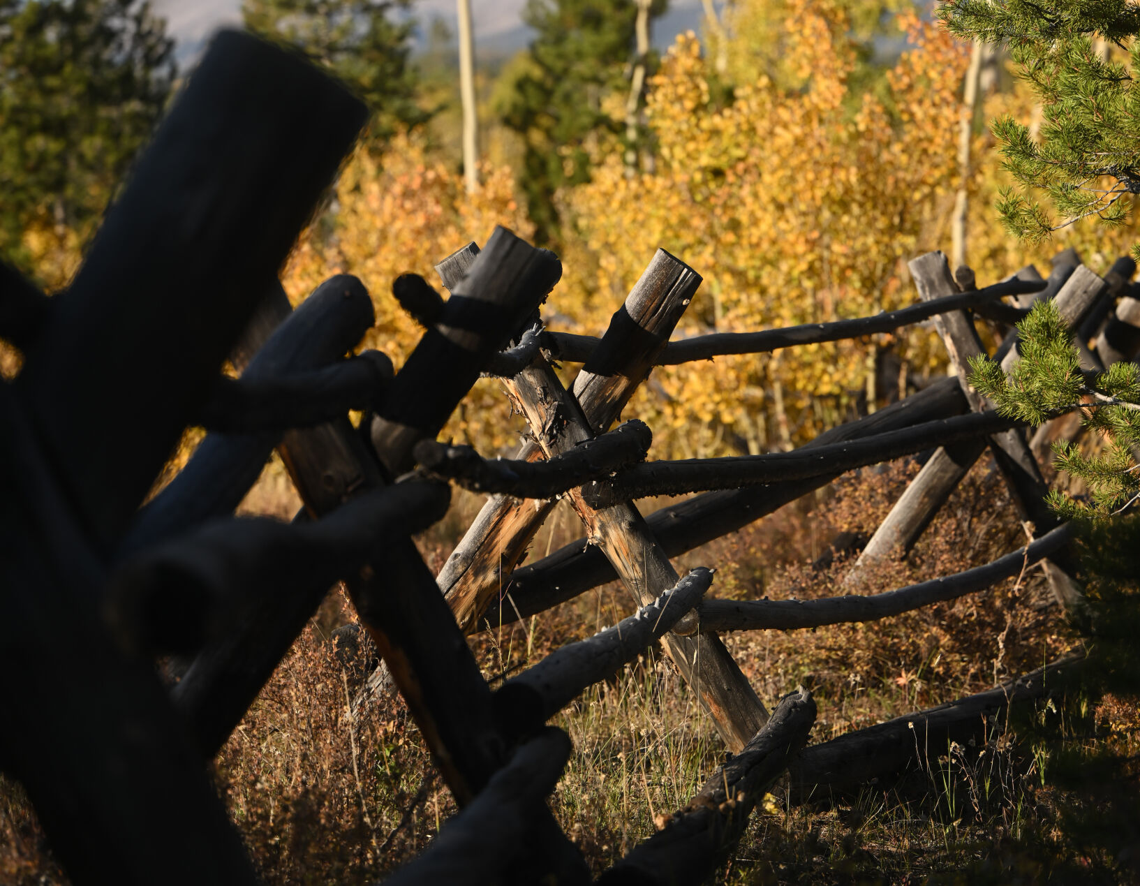 A rustic fence contrasted against changing aspens in Gould, Colorado, on Monday, Sept. 25, 2023. (Photo by Jerilee Bennett, The Gazette)