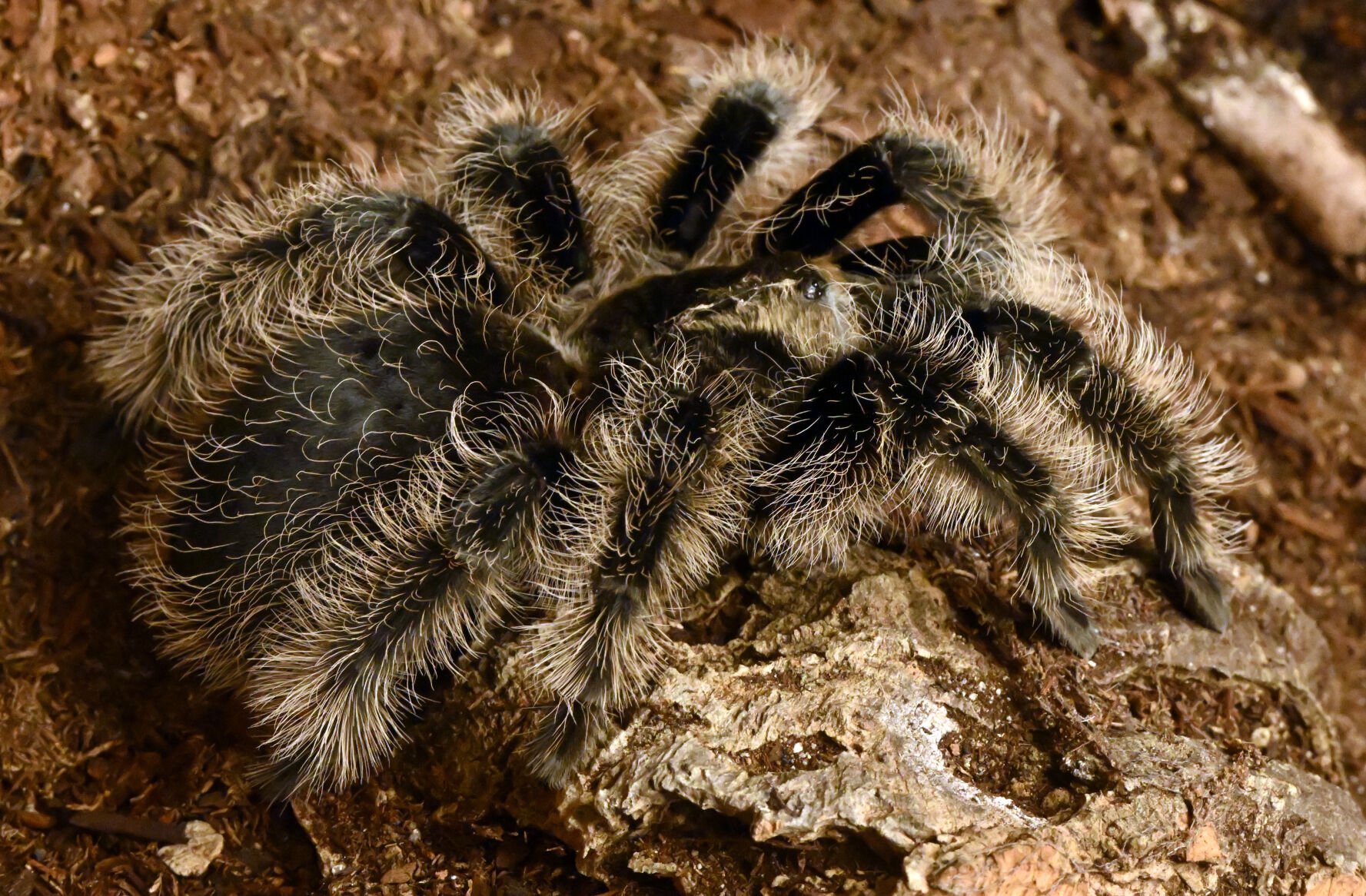 A curly hair tarantula is one of the tarantulas owned by Liz Lopez. Sunday, Oct. 8, 2023. (Photo by Jerilee Bennett, The Gazette)