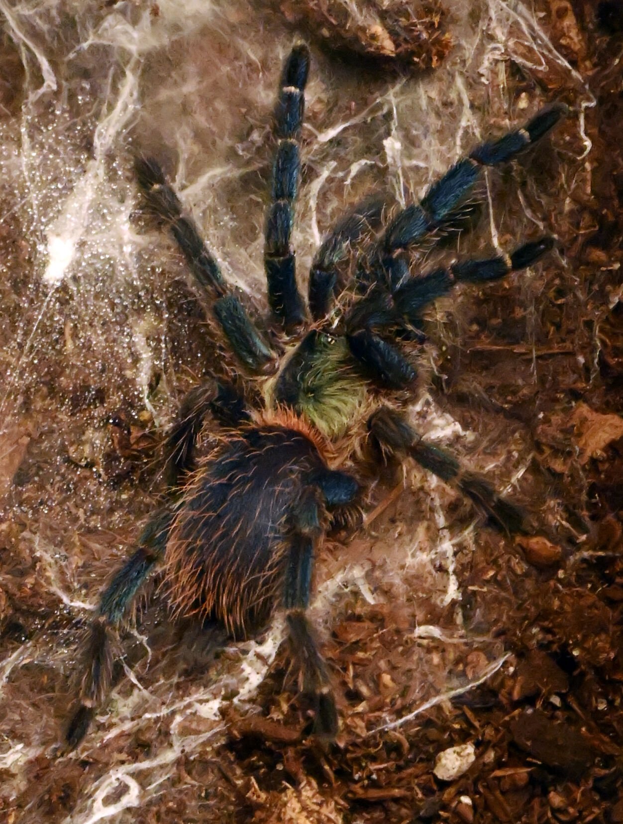 A Brazilian blue dwarf tarantula is one of the tarantulas owned by Liz Lopez. Sunday, Oct. 8, 2023. (Photo by Jerilee Bennett, The Gazette)