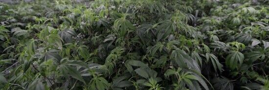 Ohio becomes 24th state to legalize marijuana