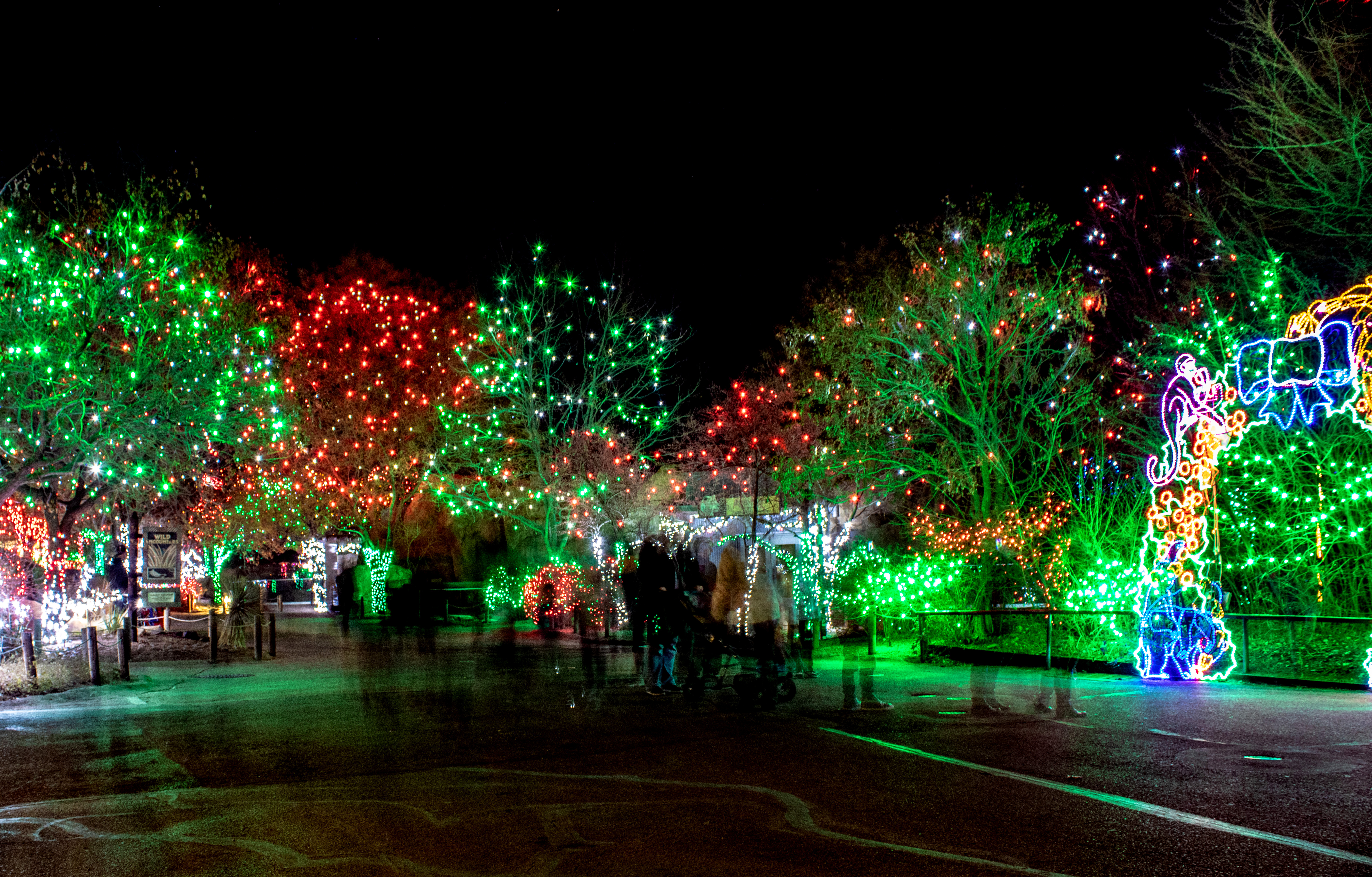 People walk around lit up trees in December 2018 at the Denver Zoo's 'Zoo Lights' event in Denver, Colorado. (Courtesy, Chuck Springer)