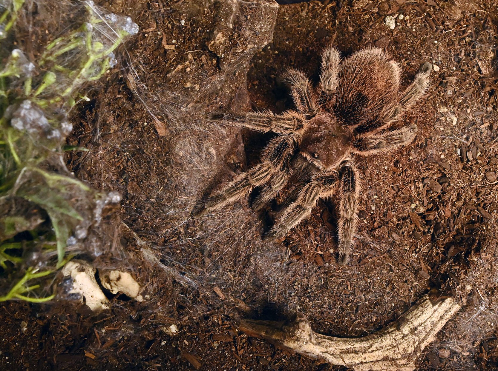 A Chilean rose hair tarantula is one of the tarantulas owned by Liz Lopez. Sunday, Oct. 8, 2023. (Photo by Jerilee Bennett, The Gazette)