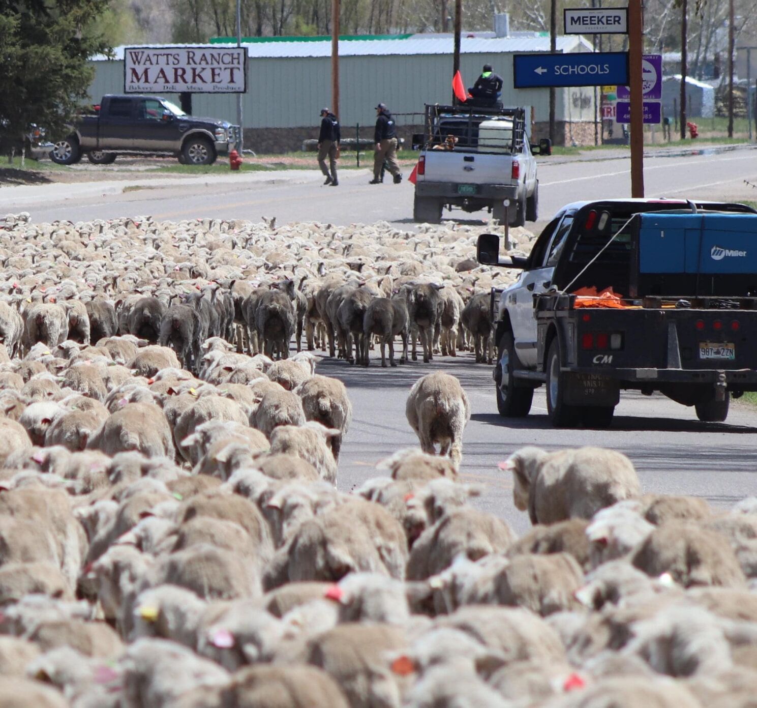 Sheep owned by Theos Swallow Fork Ranch are moved through northwestern Colorado, causing the best kind of traffic jams. (Courtesy of Rio Blanco Herald Times)