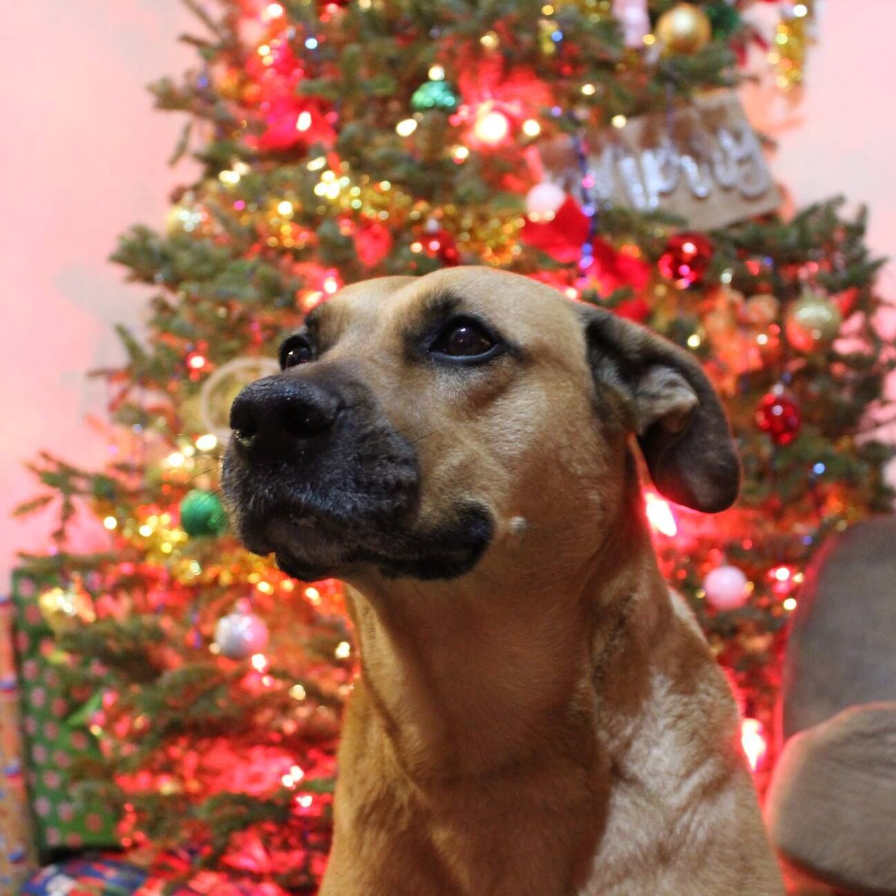 Avoid giving your dog these foods this holiday season to avoid a trip to the veterinarian. (Ajia Cuevas, The Gazette)
