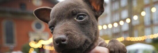 Mysterious respiratory illness in dogs: What to know before the holidays