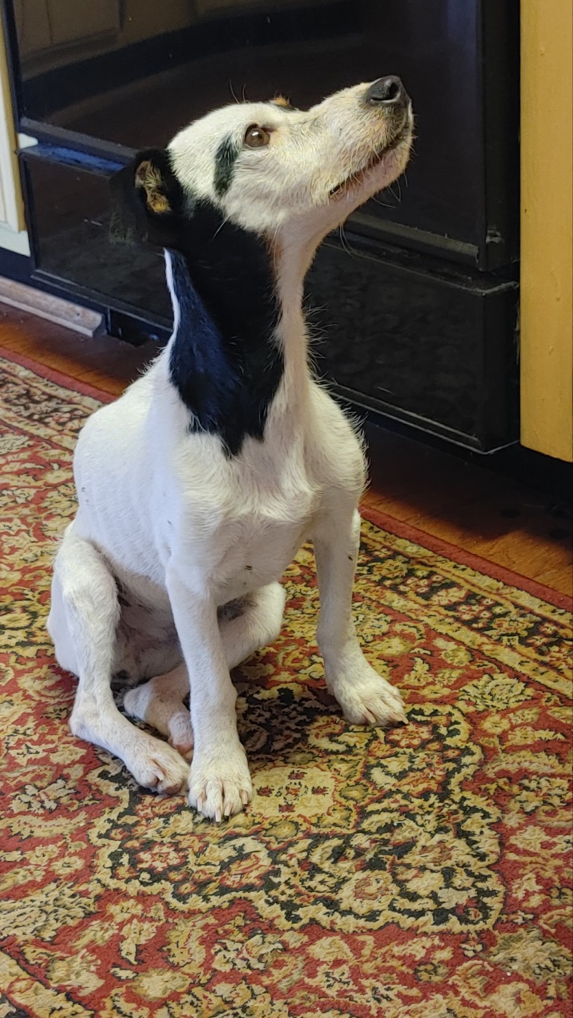 Finney near the weight she was after her rescue. She went from 12 pounds to 7 pounds feeding off of what her owner, Dana Holby, surmised must have been chipmunks and insects. After being home for two weeks, she. now is back to 10 pounds. (Dana Holby)