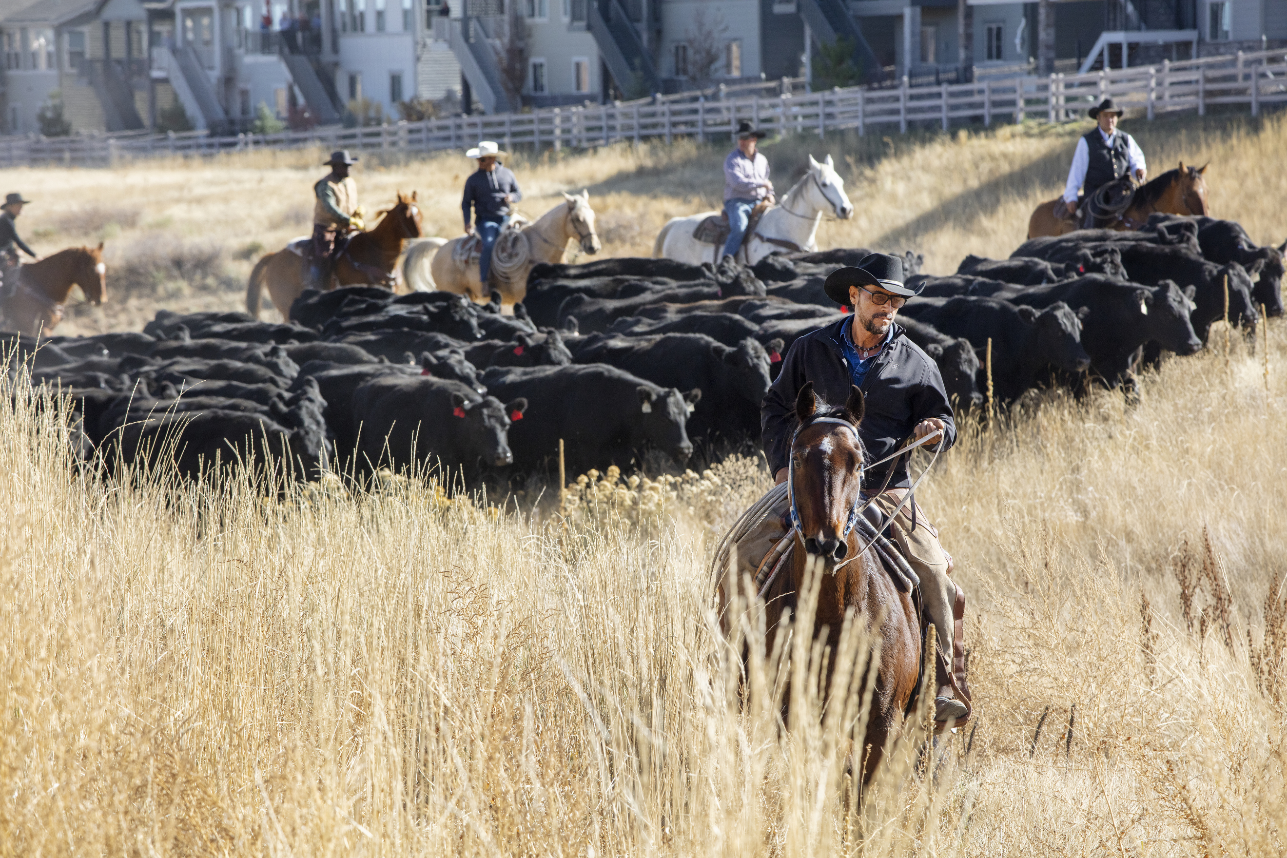 PHOTOS: Cattle drive through Sterling Ranch