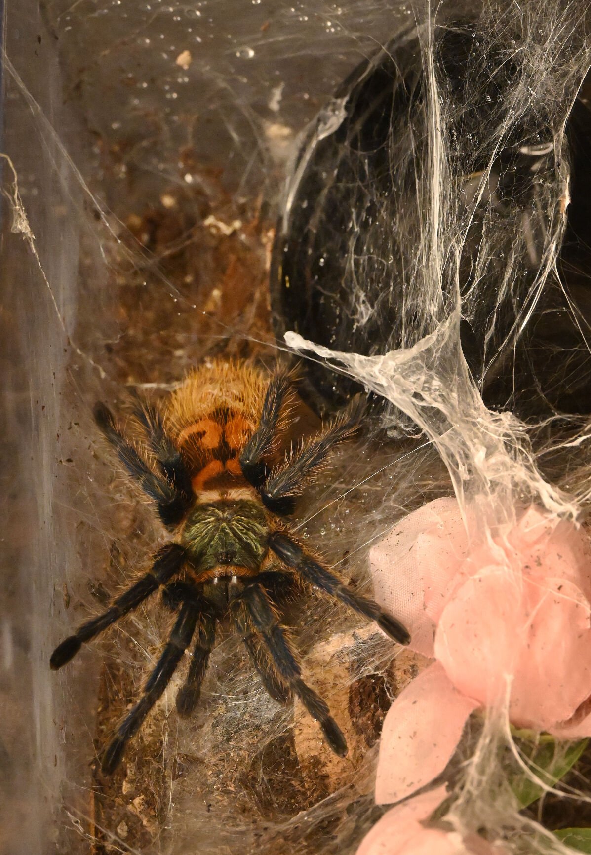 A green bottle blue tarantula is one of the tarantulas owned by Liz Lopez.