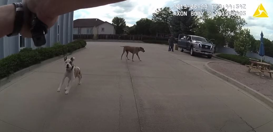 Loveland officer who shot puppy will face jury trial, federal judge rules