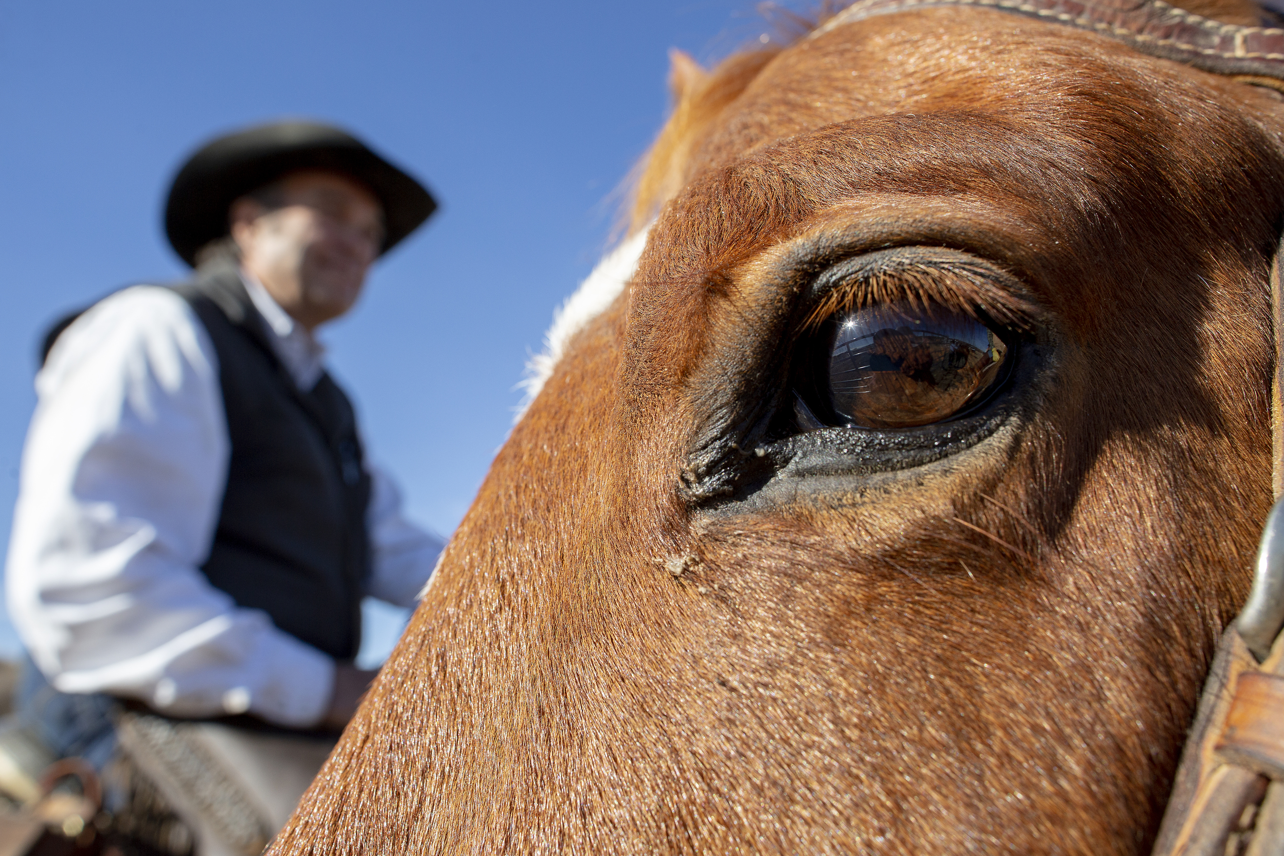 A cowboy rests on a horse, as he and several others herd cattle across the 3,400-acre Sterling Ranch property on Saturday, Nov. 4, 2023. The cattle are brought from their summer grazing pastures to their winter home as part of a rotational grazing strategy, which is critical way to foster a healthier ecosystem across landscapes. (Bear Gutierrez/Special to The Denver Gazette) (Bear Gutierrez/Special to The Denver Gazette)