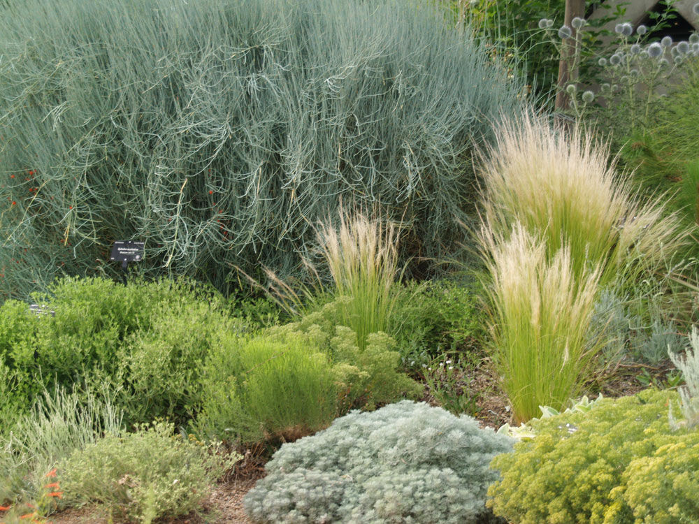 The Denver Botanic Gardens' Native Plant Collection consists of more than 700 species belonging to 323 genera. (COURTESY: Denver Botanic Gardens)