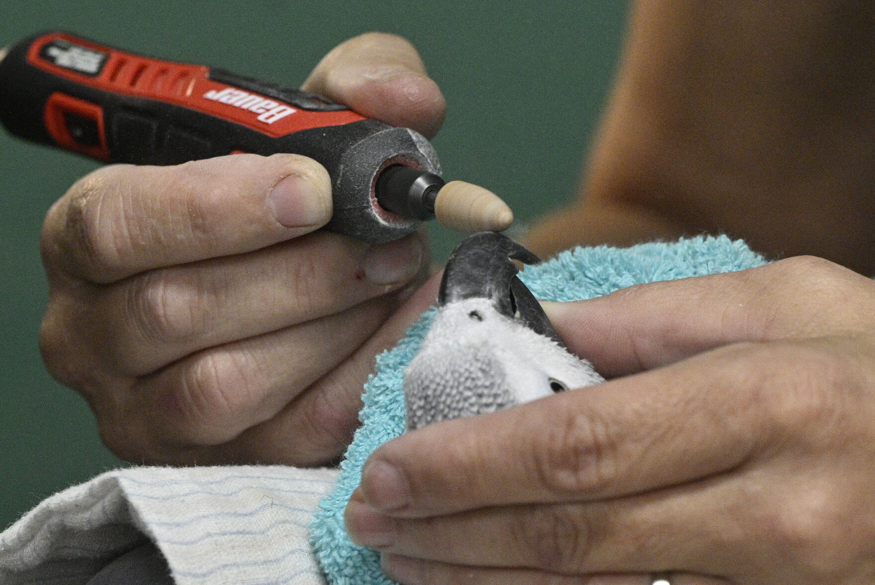 Jen Piccin-Shaw, with Jen’s Exotic Pet Services on Sunday, Nov. 5, 2023, grooms the beak of an African Gray parrot named Skyler. Jen has a mobile grooming service for exotic pets and travels the front range to groom animals from hedgehogs to macaws. She lives in Parker, but comes to Pet Pantry businesses in Colorado Springs three times a month. The rest of the times, she can be found at a variety of pet merchandise businesses along the front range. (Photo by Jerilee Bennett, The Gazette) (JerileeBennettjerilee.bennett@gazette.comhttps://secure.gravatar.com/avatar/a400b0ac348f1407dc2709999dc38d3b?d=mm&r=g)