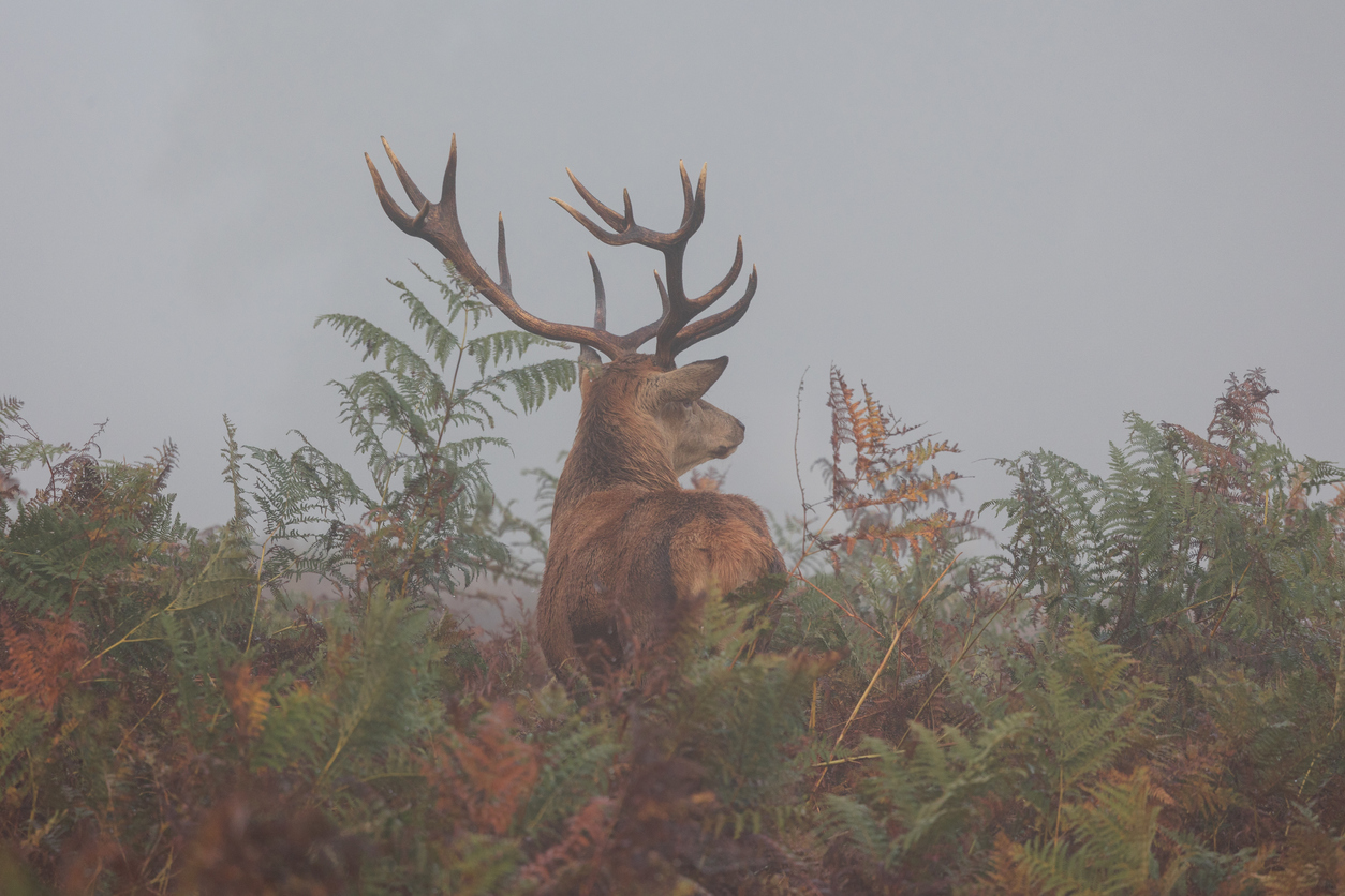 Photo Credit: Adrian Coleman (iStock). (Adrian Coleman)