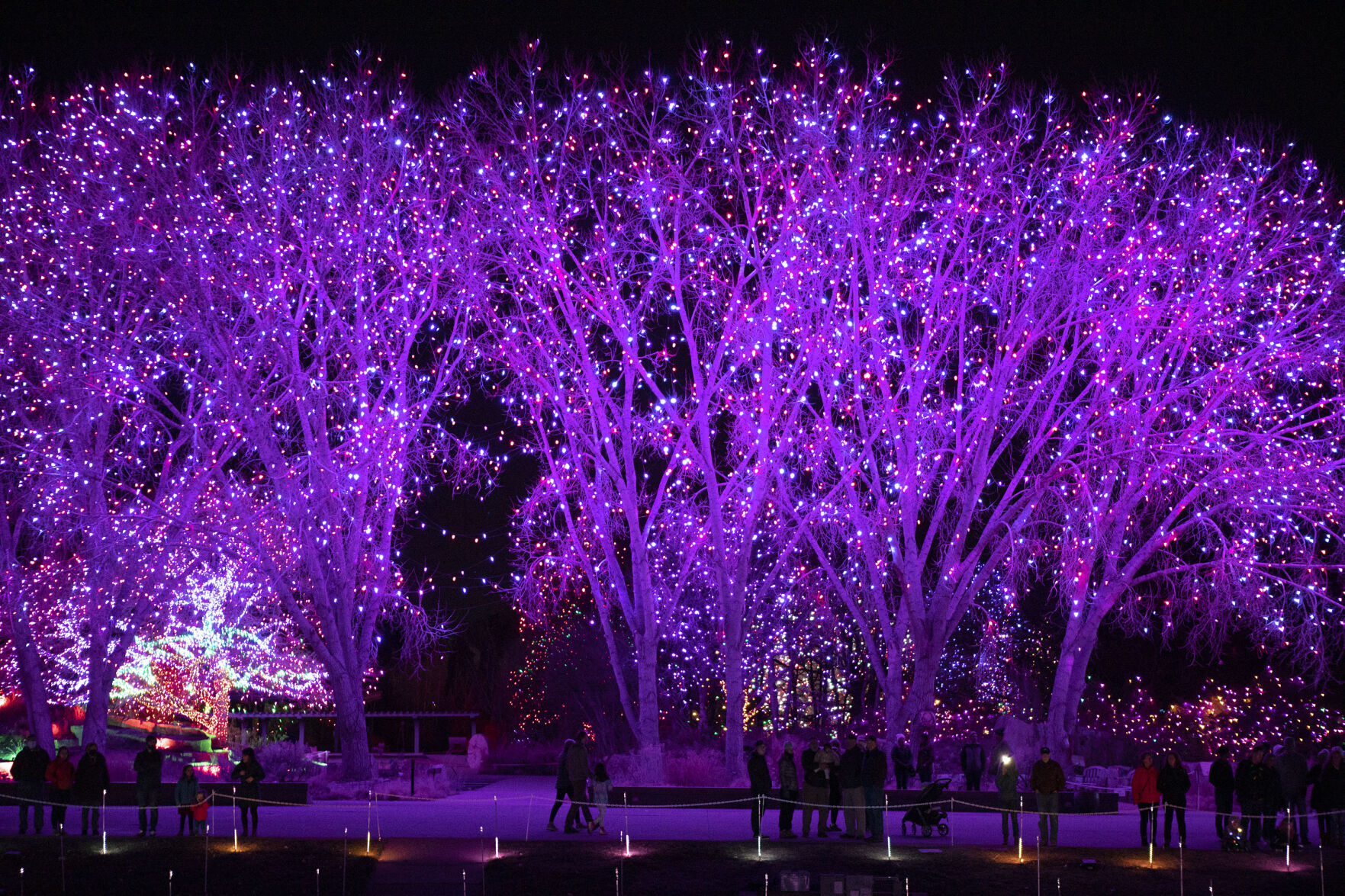 Patrons watch the light show at UMB Bank Amphitheater during Blossoms of Light on Tuesday at the Denver Botanic Gardens. (Denver Botanic Gardens. Timothy Hurst)