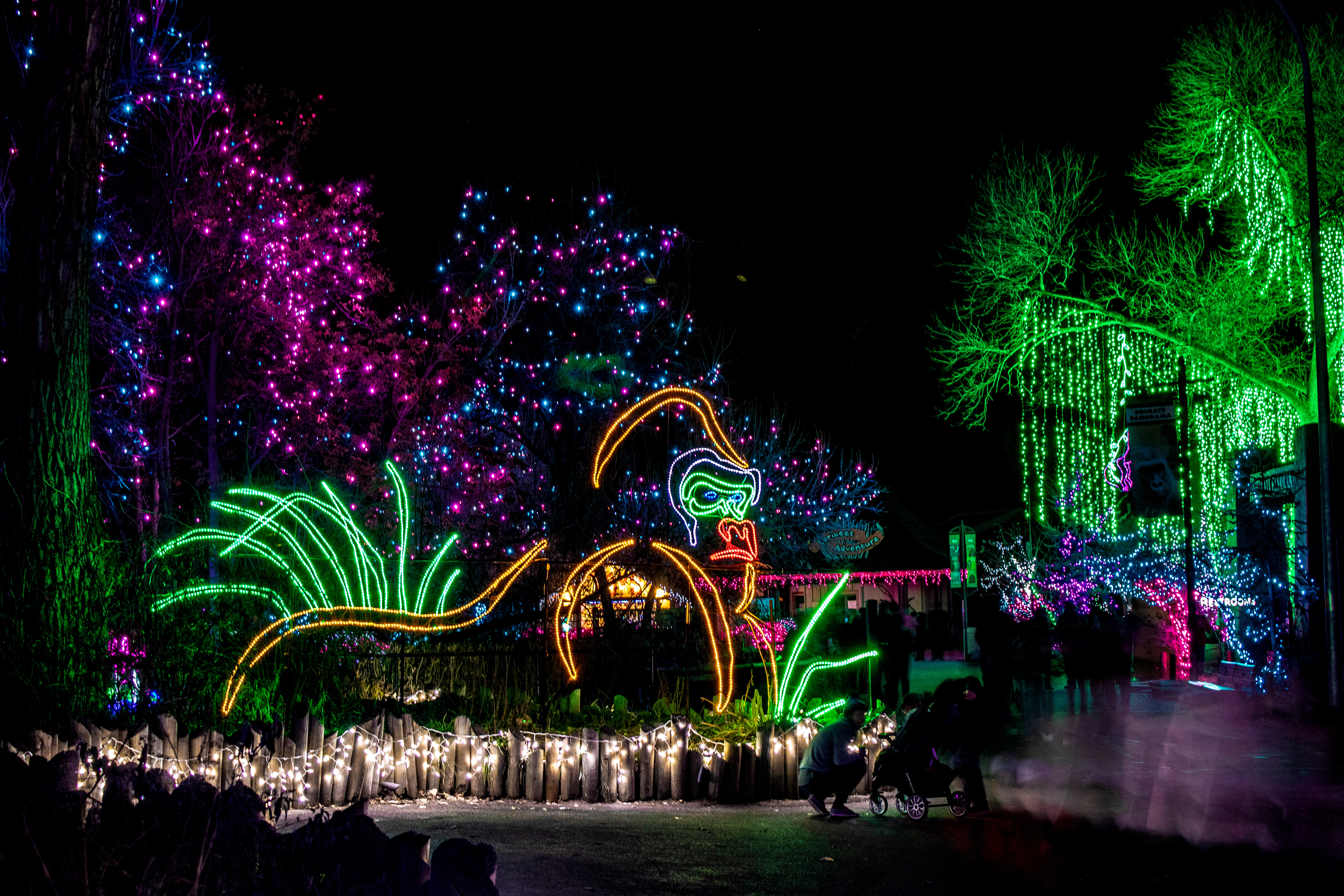A gorilla is lit up in December 2018 at the Denver Zoo's 'Zoo Lights' event in Denver, Colorado. (Courtesy, Chuck Springer)