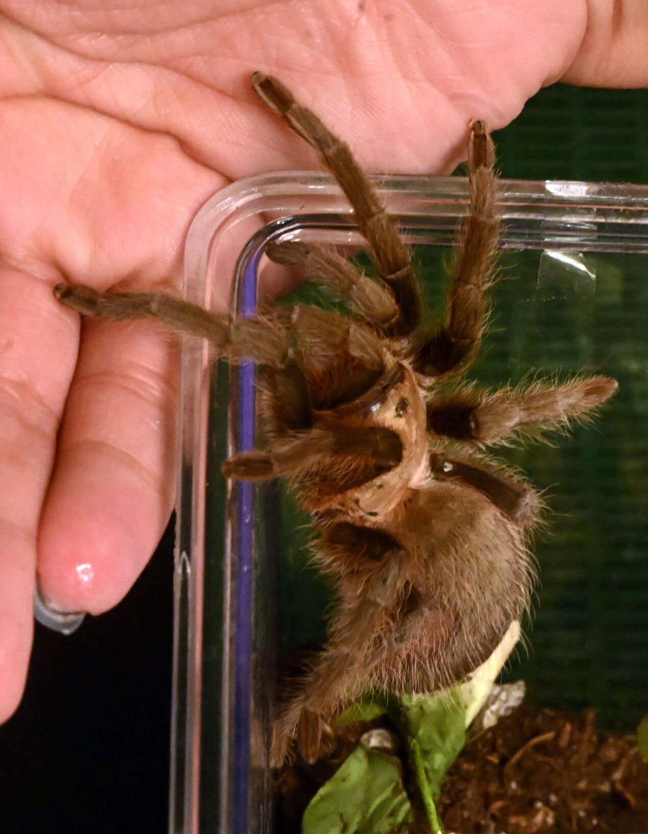 Liz Lopez stops a Texas tan tarantula from crawling out of his enclosure, one of 70 tarantulas that she has in a collection of the arachnids that she keeps in her home. Sunday, Oct. 8, 2023. (Photo by Jerilee Bennett, The Gazette)