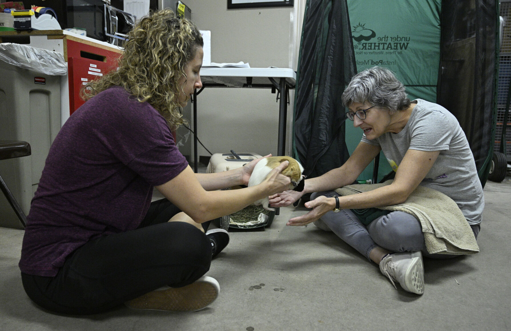 Jen Piccin-Shaw, with Jen’s Exotic Pet Services on Sunday, Nov. 5, 2023, sits on the floor to groom guinea pigs. Jen has a mobile grooming service for exotic pets and travels the front range to groom animals from hedgehogs to macaws. She lives in Parker, but comes to Pet Pantry businesses in Colorado Springs three times a month. The rest of the times, she can be found at a variety of pet merchandise businesses along the front range. (Photo by Jerilee Bennett, The Gazette) (JerileeBennettjerilee.bennett@gazette.comhttps://secure.gravatar.com/avatar/a400b0ac348f1407dc2709999dc38d3b?d=mm&r=g)