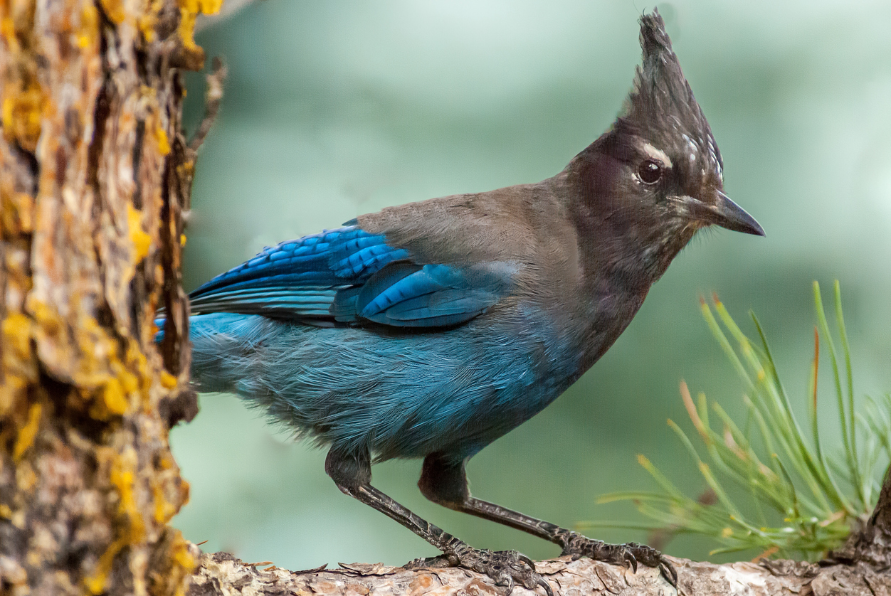 The Steller's Jay, one of the bird species that will likely get a new name. Photo Credit: JeffGoulden (iStock). (JeffGoulden)