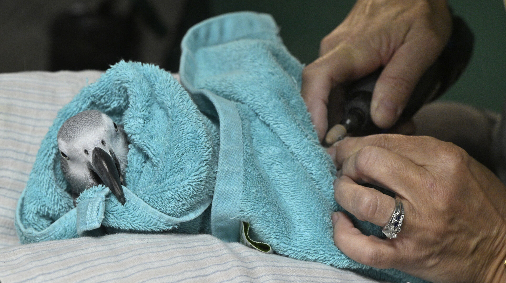 Jen Piccin-Shaw, with Jen’s Exotic Pet Services on Sunday, Nov. 5, 2023, grooms the nails of an African Gray parrot named Skyler. Jen has a mobile grooming service for exotic pets and travels the front range to groom animals from hedgehogs to macaws. She lives in Parker, but comes to Pet Pantry businesses in Colorado Springs three times a month. The rest of the times, she can be found at a variety of pet merchandise businesses along the front range. (Photo by Jerilee Bennett, The Gazette) (JerileeBennettjerilee.bennett@gazette.comhttps://secure.gravatar.com/avatar/a400b0ac348f1407dc2709999dc38d3b?d=mm&r=g)