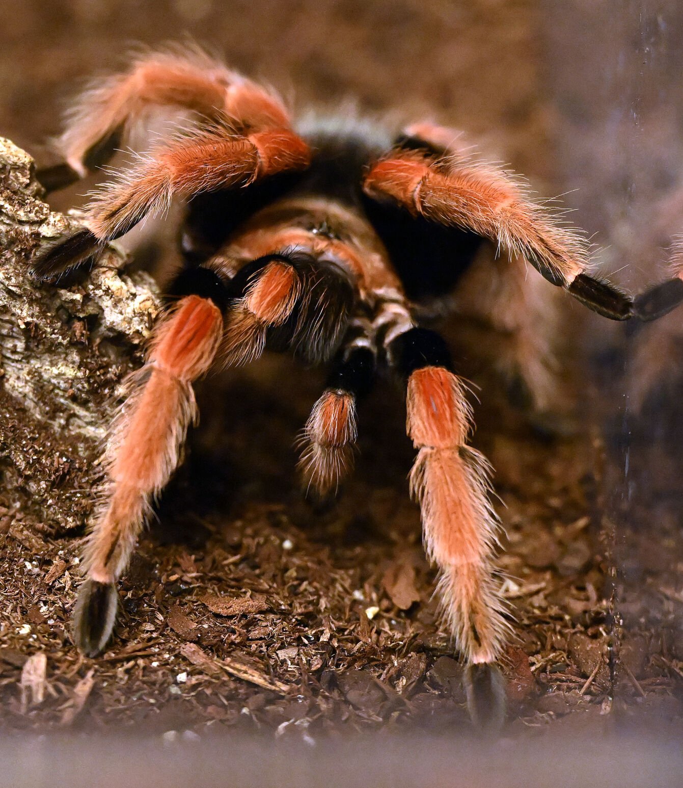 A Mexican fireleg tarantula is one of the tarantulas owned by Liz Lopez. Sunday, Oct. 8, 2023. (Photo by Jerilee Bennett, The Gazette) Please don’t use this on the same page as the red kneed Mexican tarantula, since they look so similar.