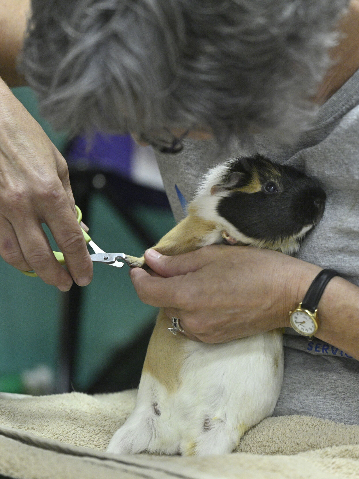 Jen Piccin-Shaw, with Jen’s Exotic Pet Services, trims the nails of a guinea pig named Cookie at the Pet Pantry West on Sunday, Nov. 5, 2023. Jen has a mobile grooming service for exotic pets and travels the front range to groom animals from hedgehogs to macaws. She lives in Parker, but comes to Pet Pantry businesses in Colorado Springs three times a month. The rest of the times, she can be found at a variety of pet merchandise businesses along the front range. (Photo by Jerilee Bennett, The Gazette) (JerileeBennettjerilee.bennett@gazette.comhttps://secure.gravatar.com/avatar/a400b0ac348f1407dc2709999dc38d3b?d=mm&r=g)
