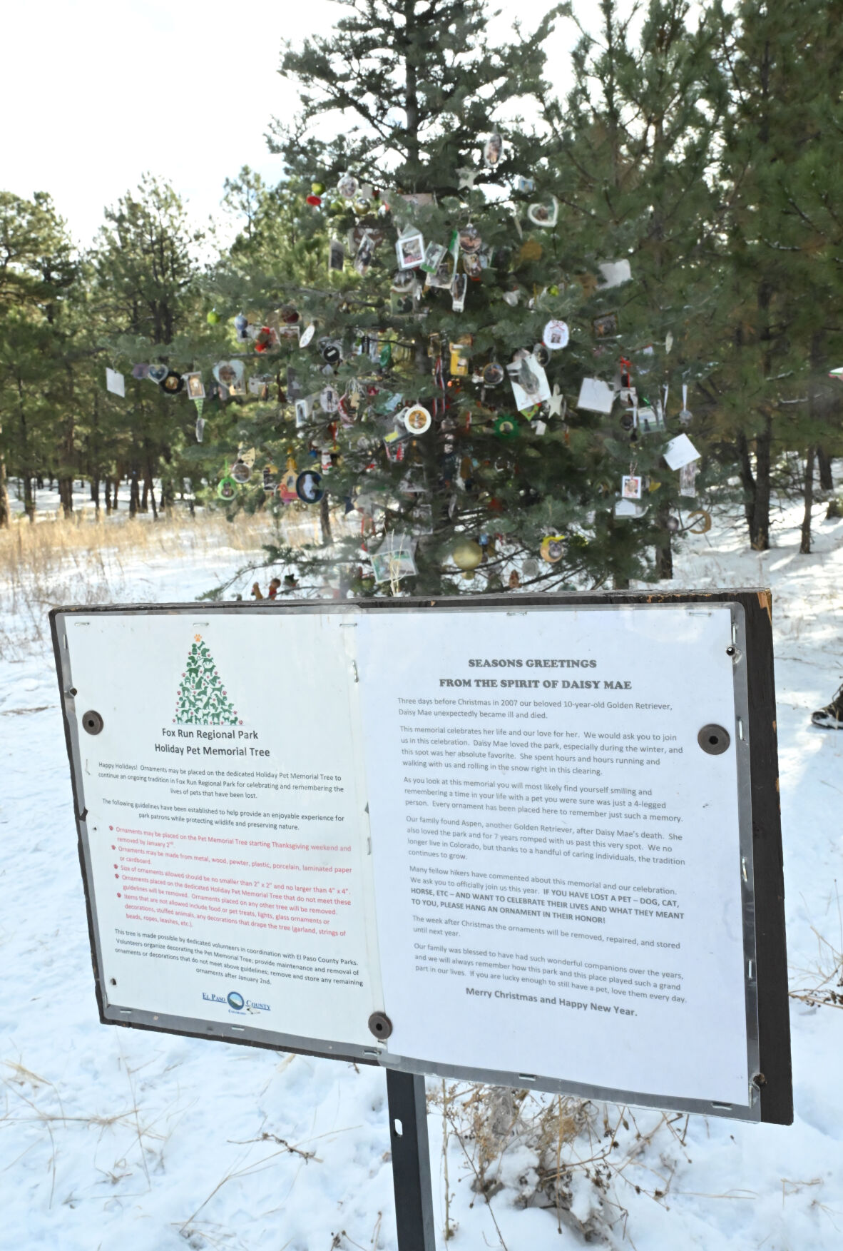 The forever tree in Fox Run Regional Park bears ornaments that are a memorial to pets.