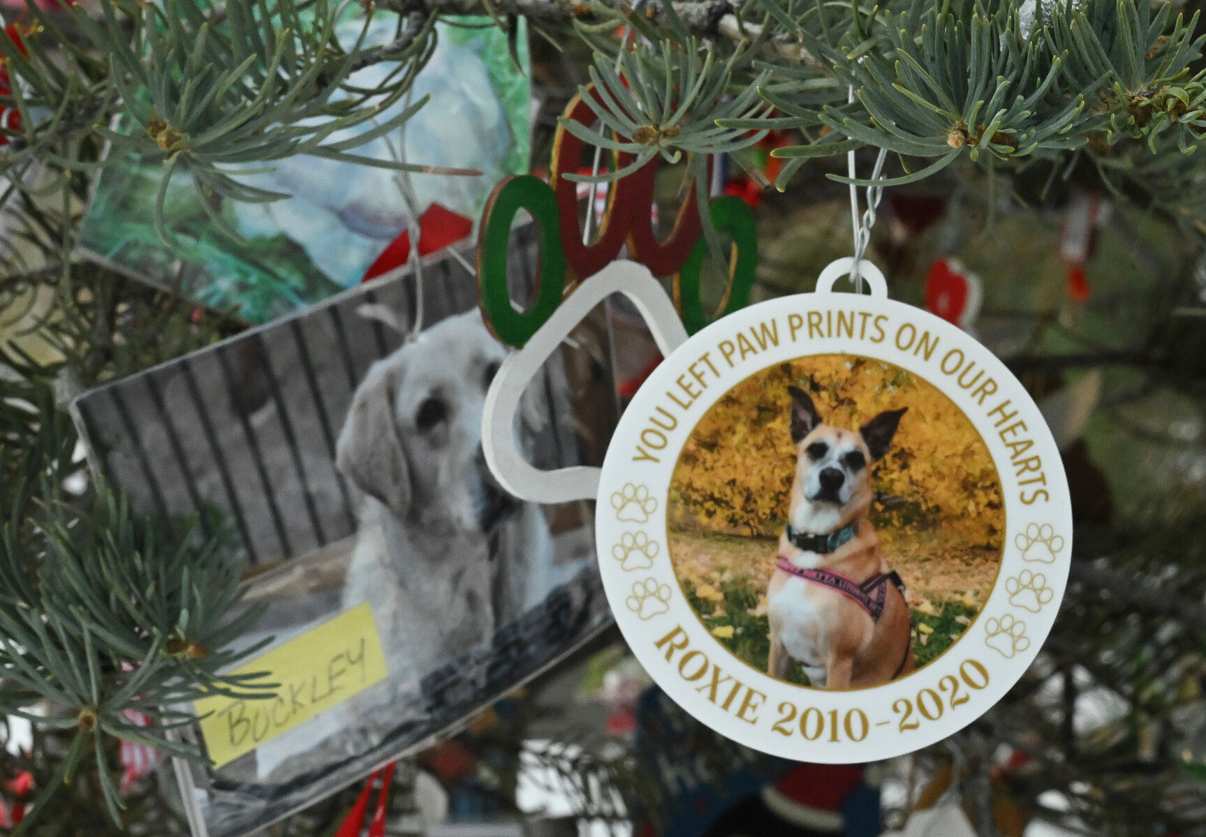 The forever tree: In woods north of Colorado Springs, beloved pets gone but never forgotten