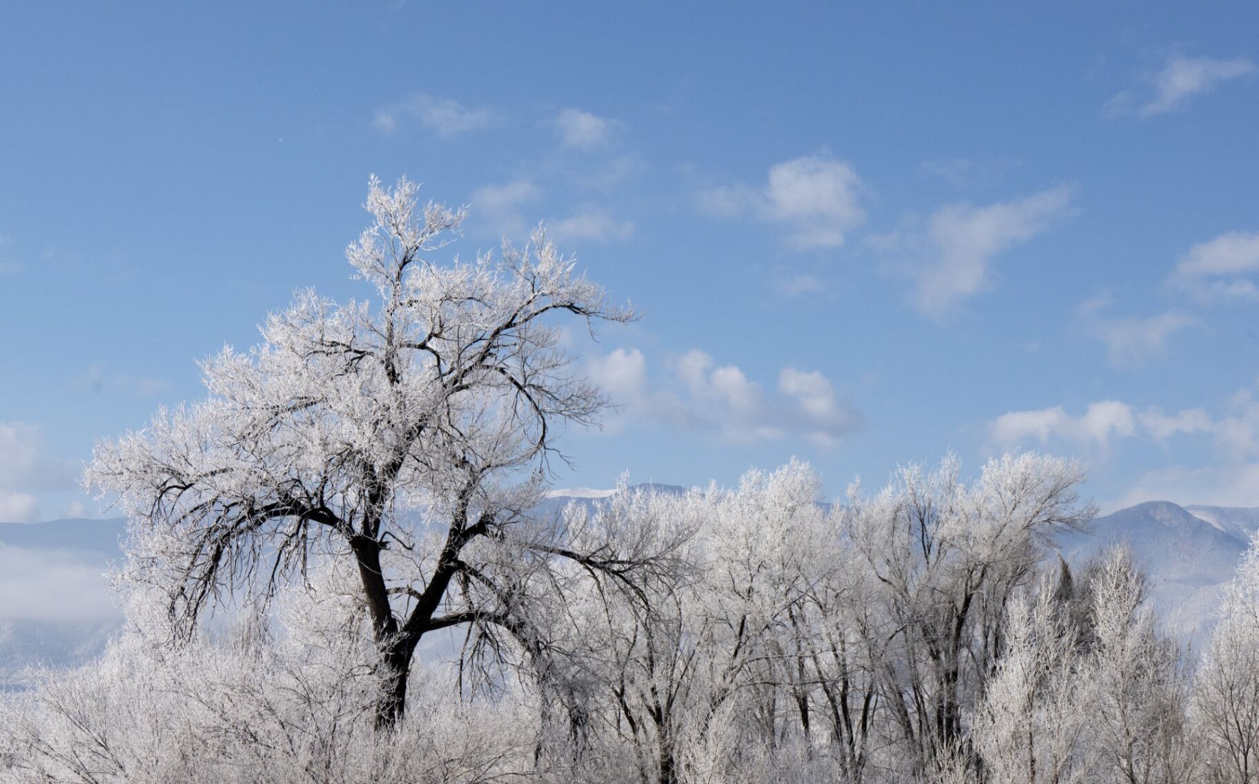 A layer of frost covers trees in Colorado Springs. (Parker Seibold, The Gazette) (ParkerSeiboldparker.seibold@gazette.comhttps://secure.gravatar.com/avatar/b5a9c1795b3aa1497ffa7824b99c1d26?d=mm&r=g)