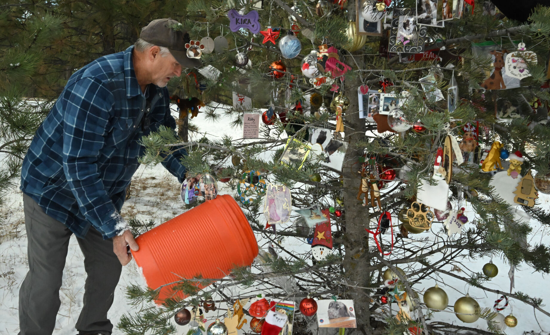 Jeff Goebel, one of the caretakers of the forever tree, gives special treatment to the tree by using a container to put creek water on the tree in Fox Run Regional Park.