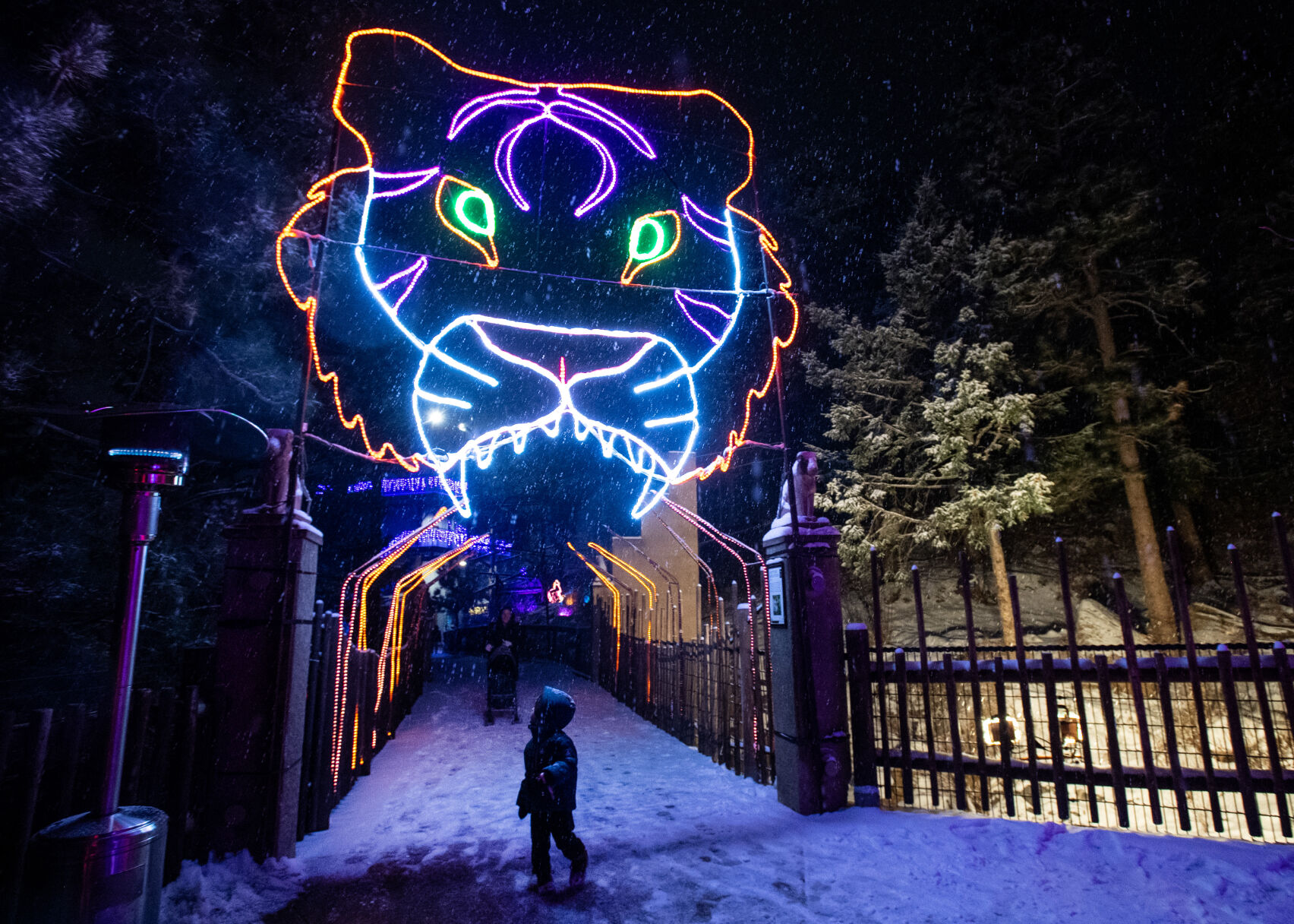 Snow falls on three-year-old Lucas Jones Martinez as he looks up in wonderment at a large tiger light display on Wednesday, Dec. 13, 2023, at the Cheyenne Mountain Zoo’s Electric Safari. In addition to more than 85 artisan-made light sculptures, this year’s Electric Safari also features a 15-minute-long drone show—weather permitting—that can be seen from almost anywhere in the zoo. (Parker Seibold, The Gazette) (Parker Seibold)