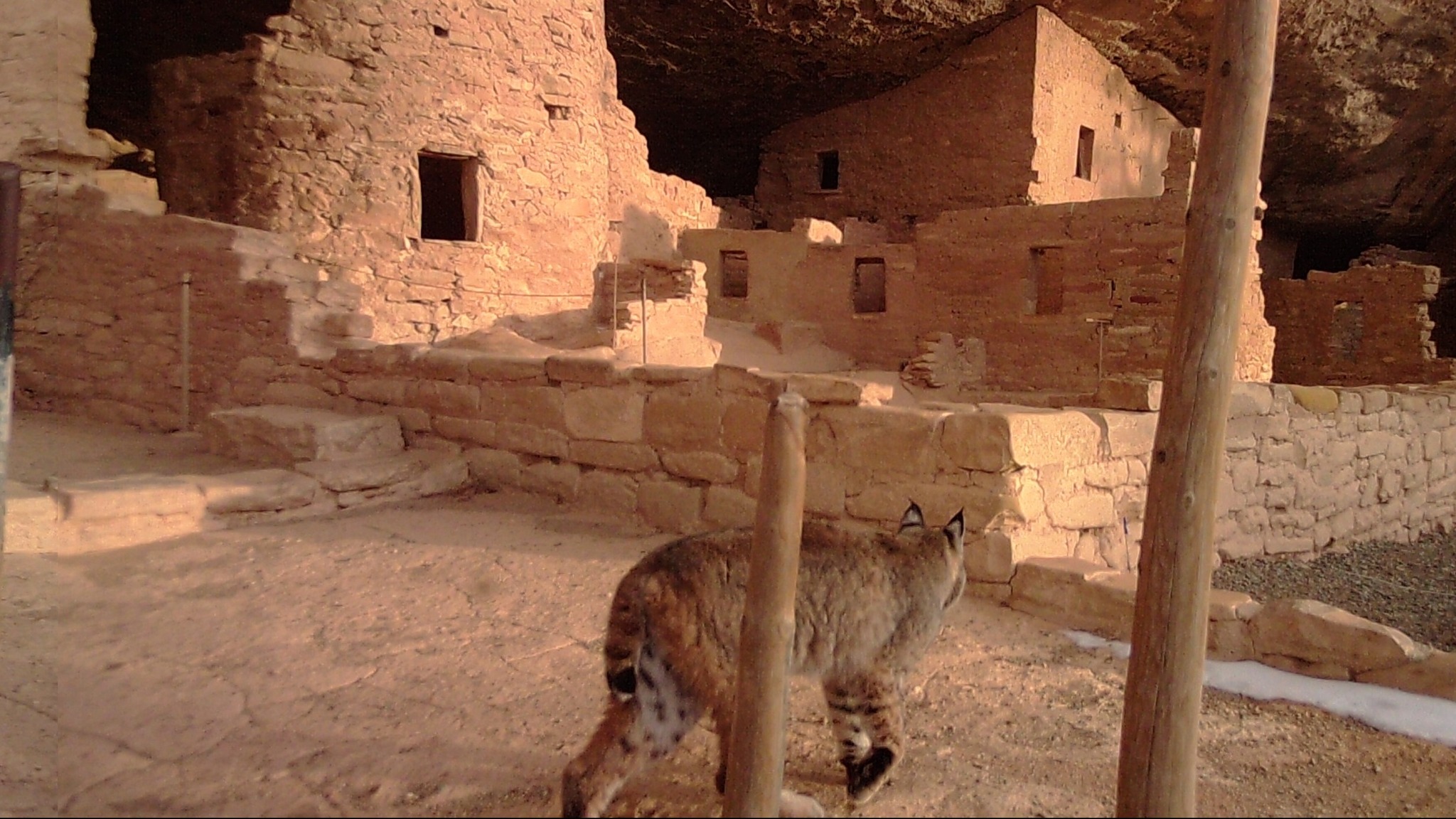 A bobcat explores the cliff dwellings at Mesa Verde National Park. Photo Credit: National Park Service/Kay Barnett.