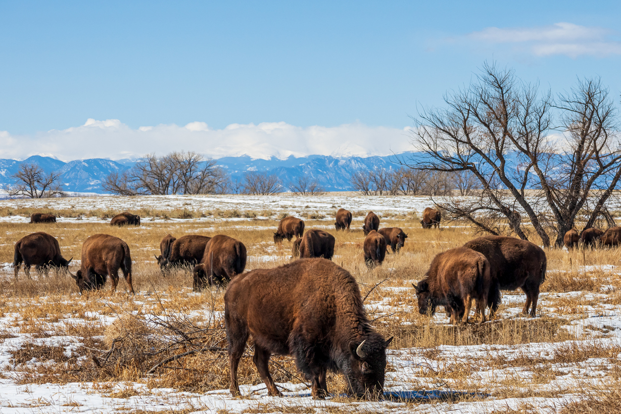 Buffalo herd at Rocky Mountain Arsenal National Wildlife Refuge, Colorado. File photo. Photo Credit: Faina Gurevich (iStock). (Faina Gurevich)