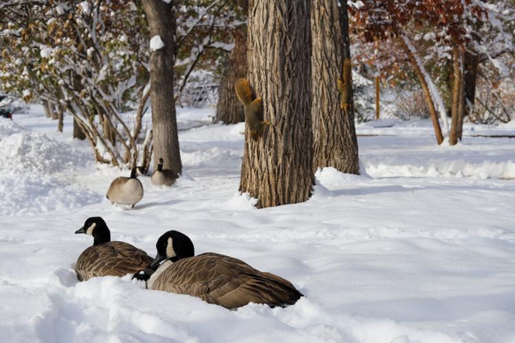Boulder wildlife in snow