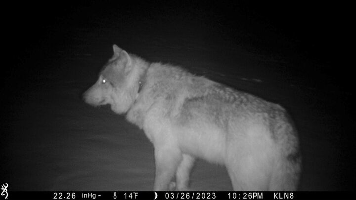 Embattled wolves gain new frontier in Democratic Colorado, stoking political tensions