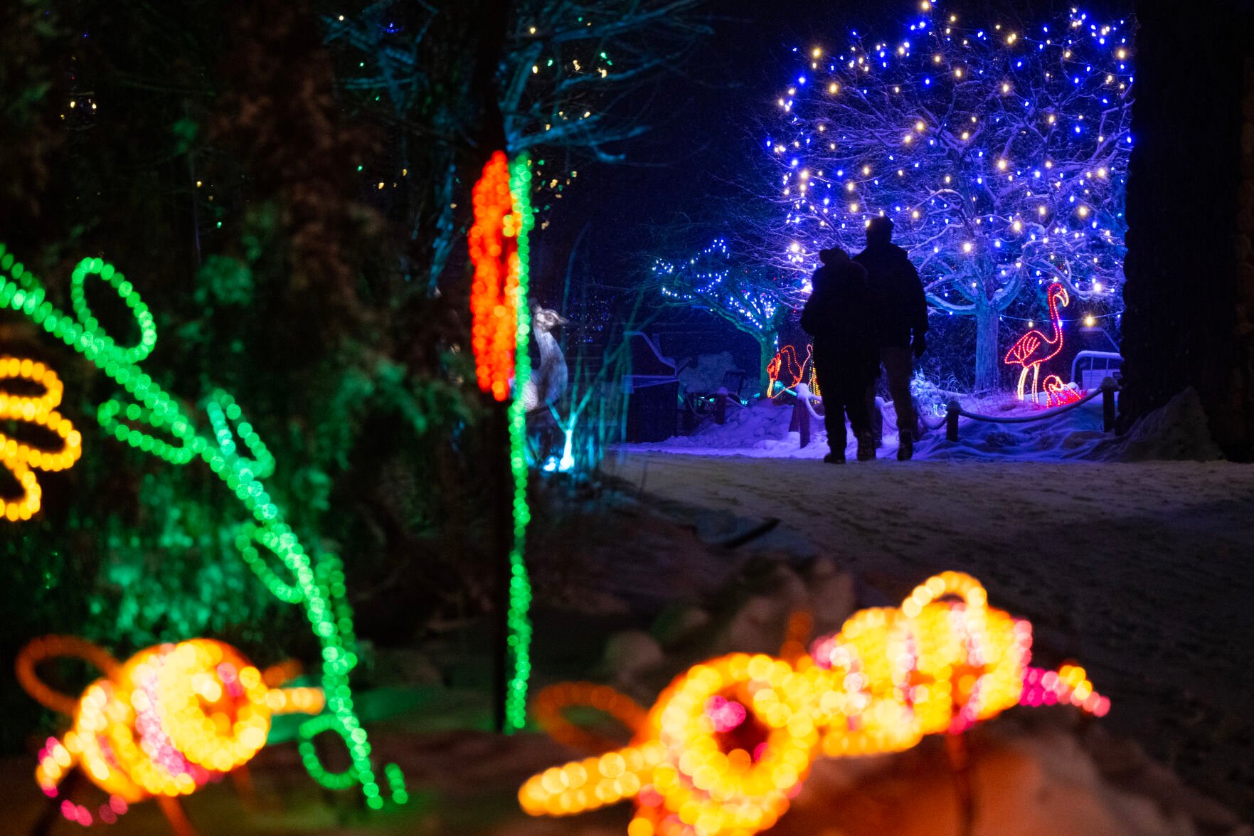 Scenes from the Cheyenne Mountain Zoo’s Electric Safari on Wednesday, Dec. 13, 2023. In addition to more than 85 artisan-made light sculptures, this year’s Electric Safari also features a 15-minute-long drone show—weather permitting—that can be seen from almost anywhere in the zoo. (Parker Seibold, The Gazette) (Parker Seibold)