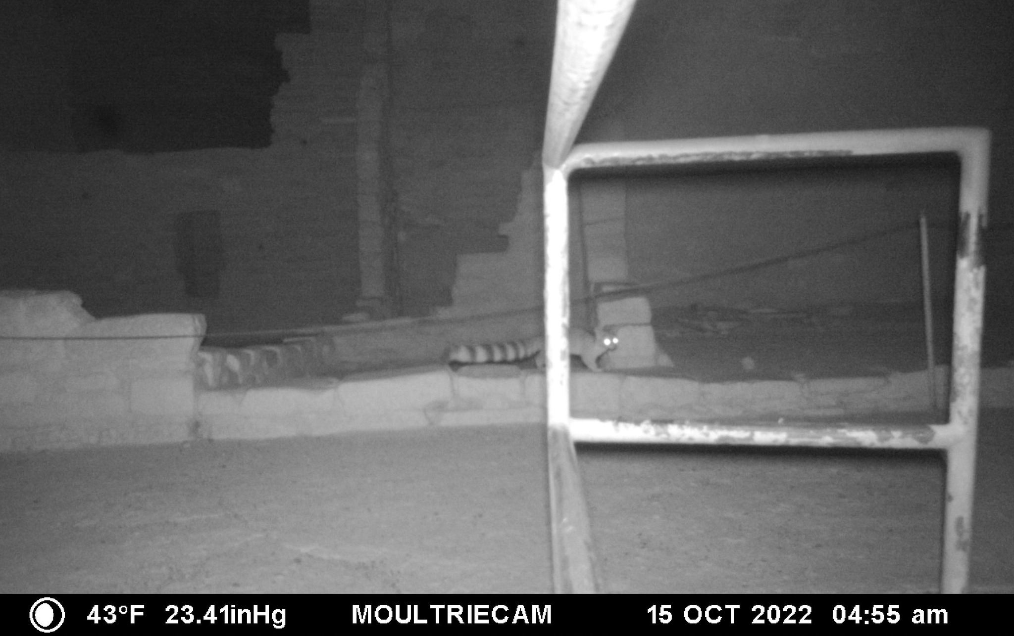A ringtail explores the cliff dwellings at Mesa Verde National Park. Photo Credit: National Park Service/Kay Barnett.